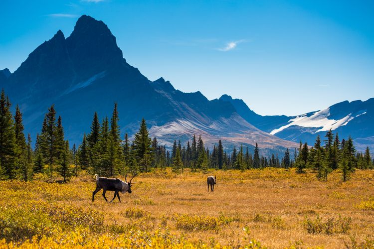 Ein Caribou unterwegs in der Natur des Jasper National Parks in Alberta