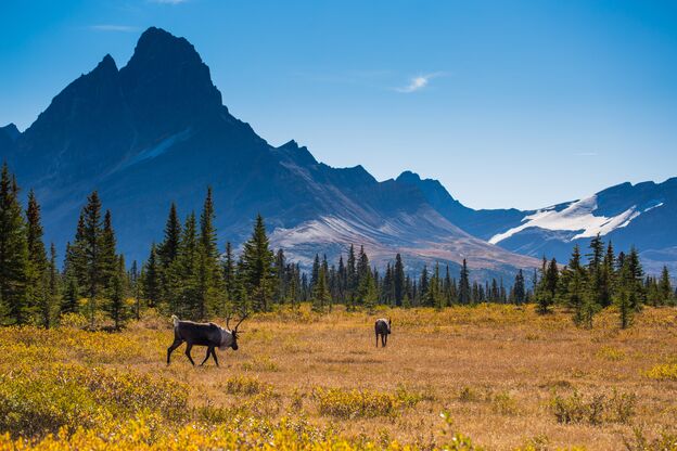 Karibu auf einer Wiese im Jasper National Park, Alberta Karibu auf einer Wiese im Jasper National Park, Alberta