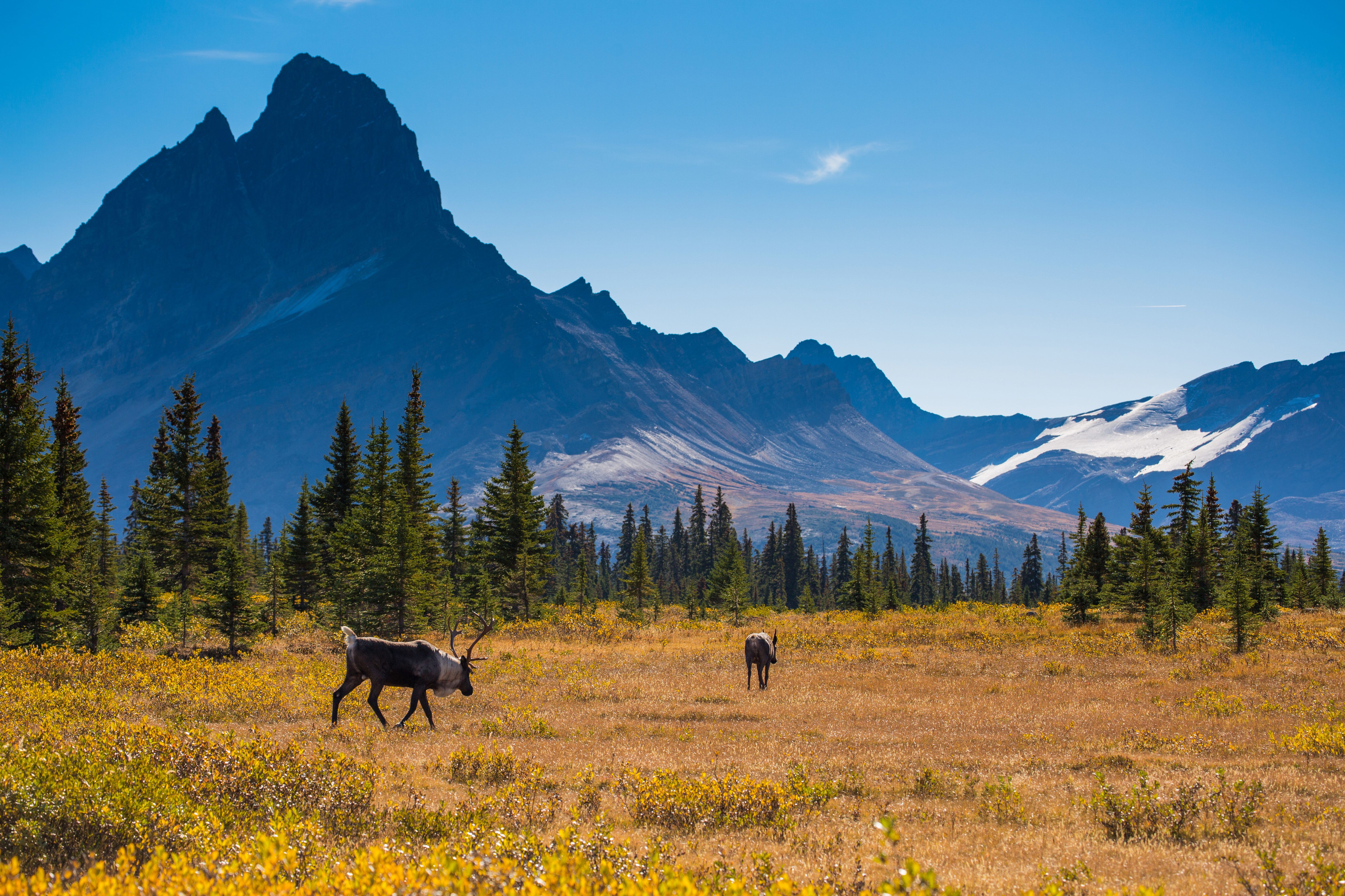 Karibu auf einer Wiese im Jasper National Park, Alberta