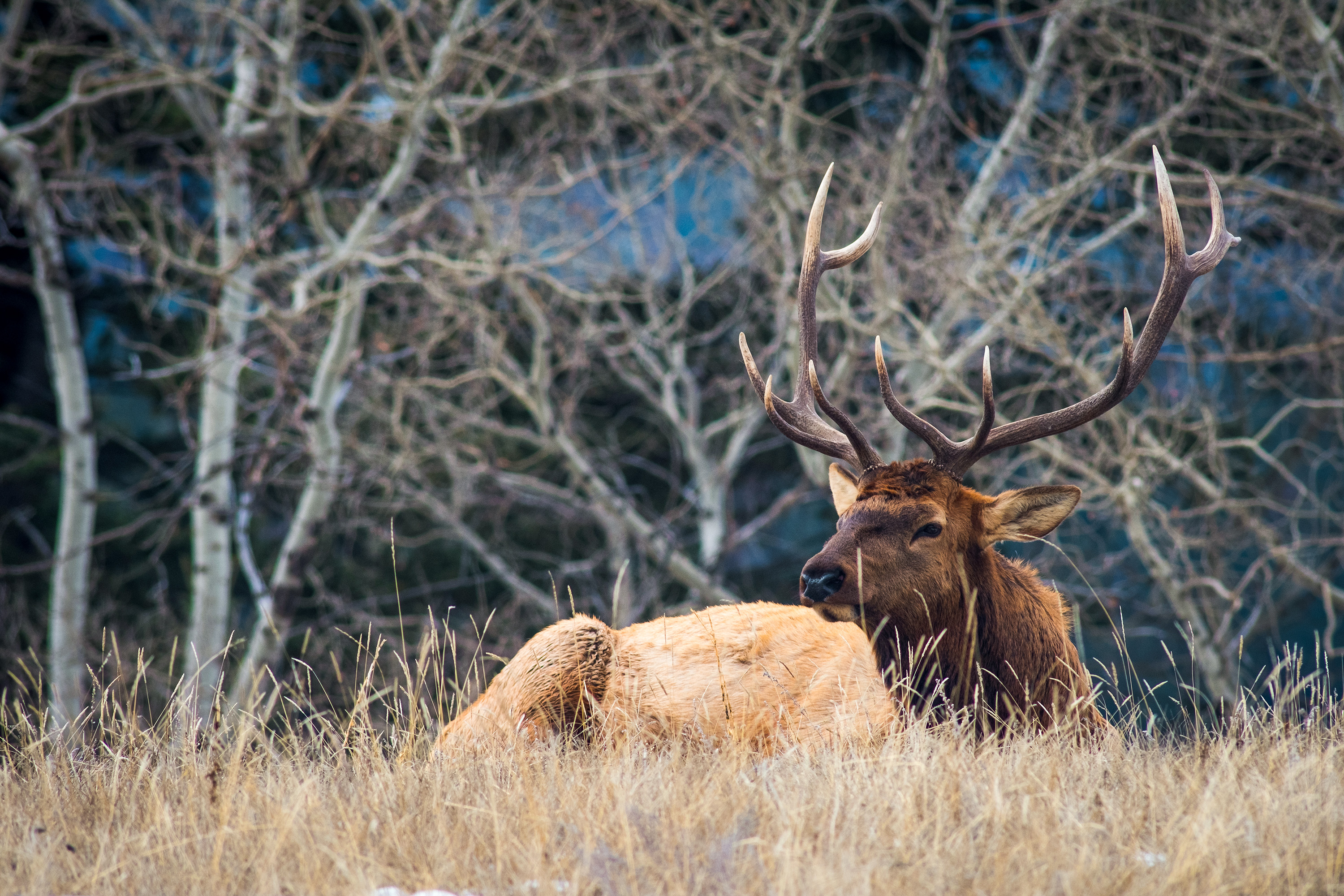 Hirsch in freier Natur Albertas beobachten