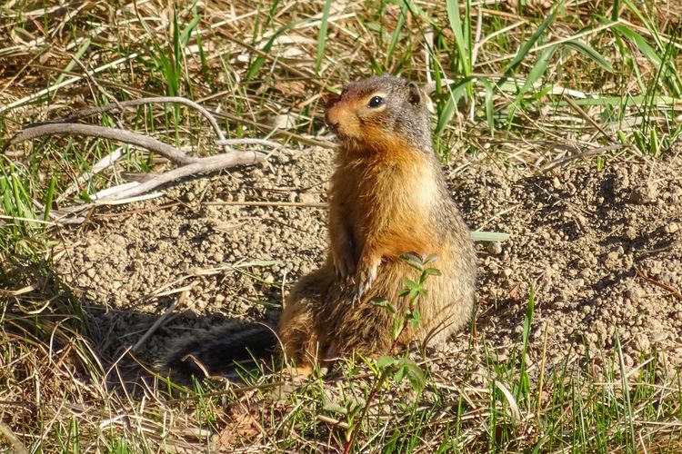 Ein ErdmÃ¤nnchen auf dem Whistlers Campground in Alberta