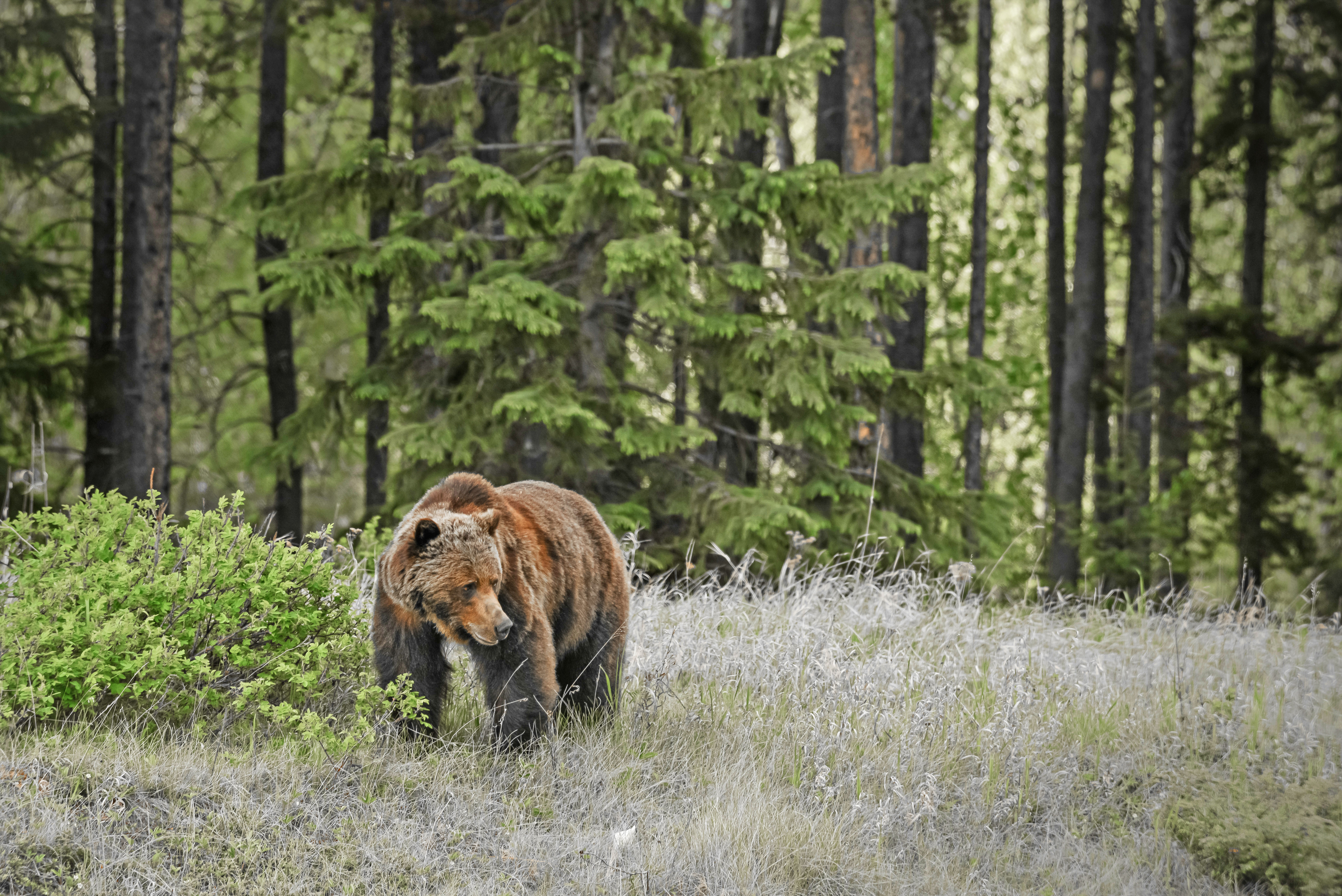 Grizzly im Jasper National Park, Alberta