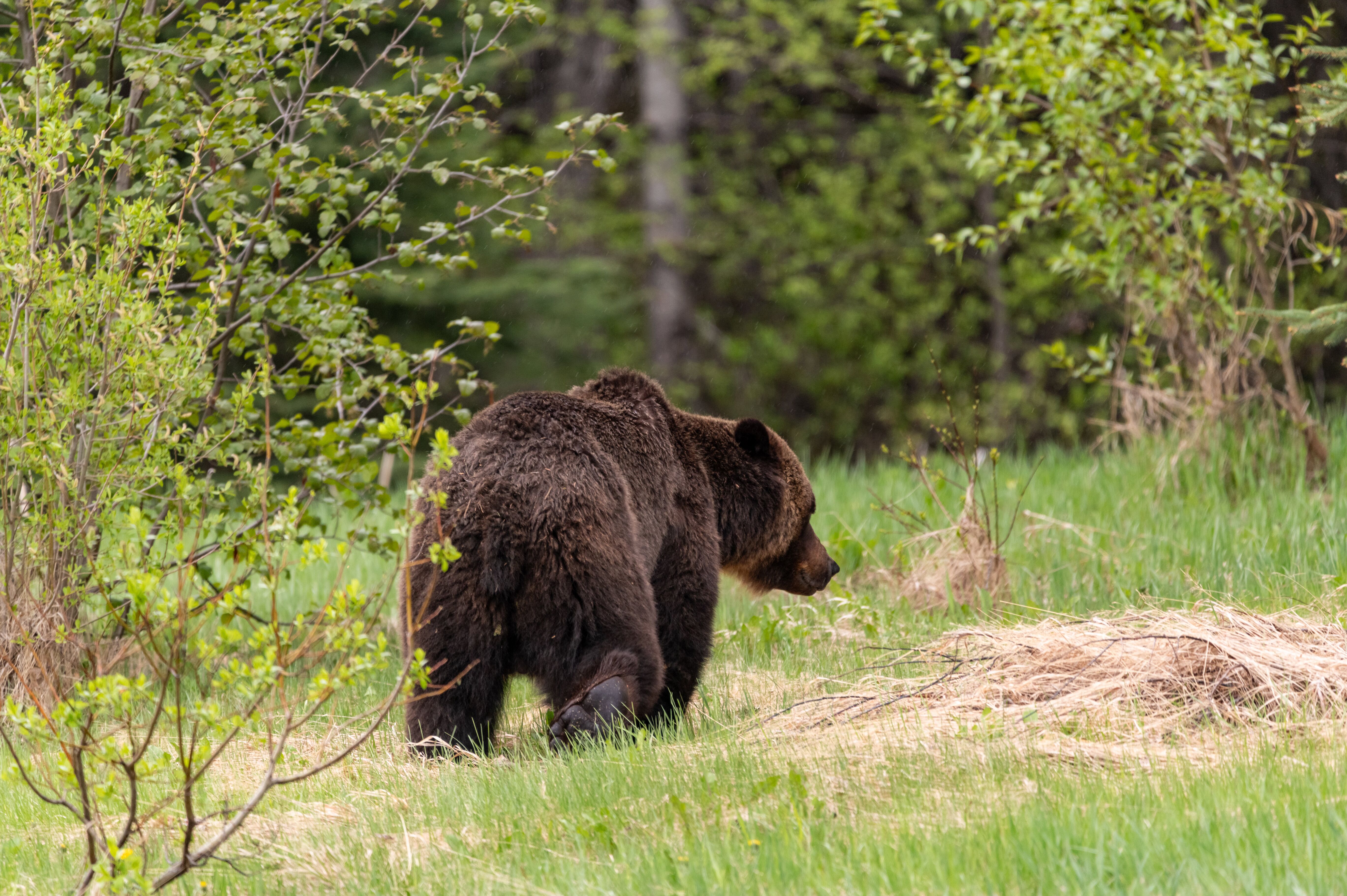 Ein Grizzly im Jasper-Nationalpark
