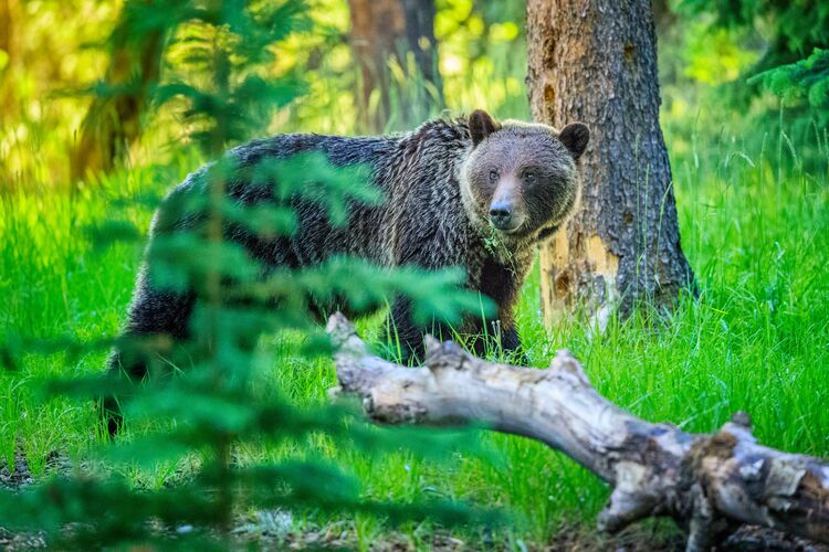 Grizzlybär im Jasper-Nationalpark, Kanada Grizzlybär im Jasper-Nationalpark, Kanada