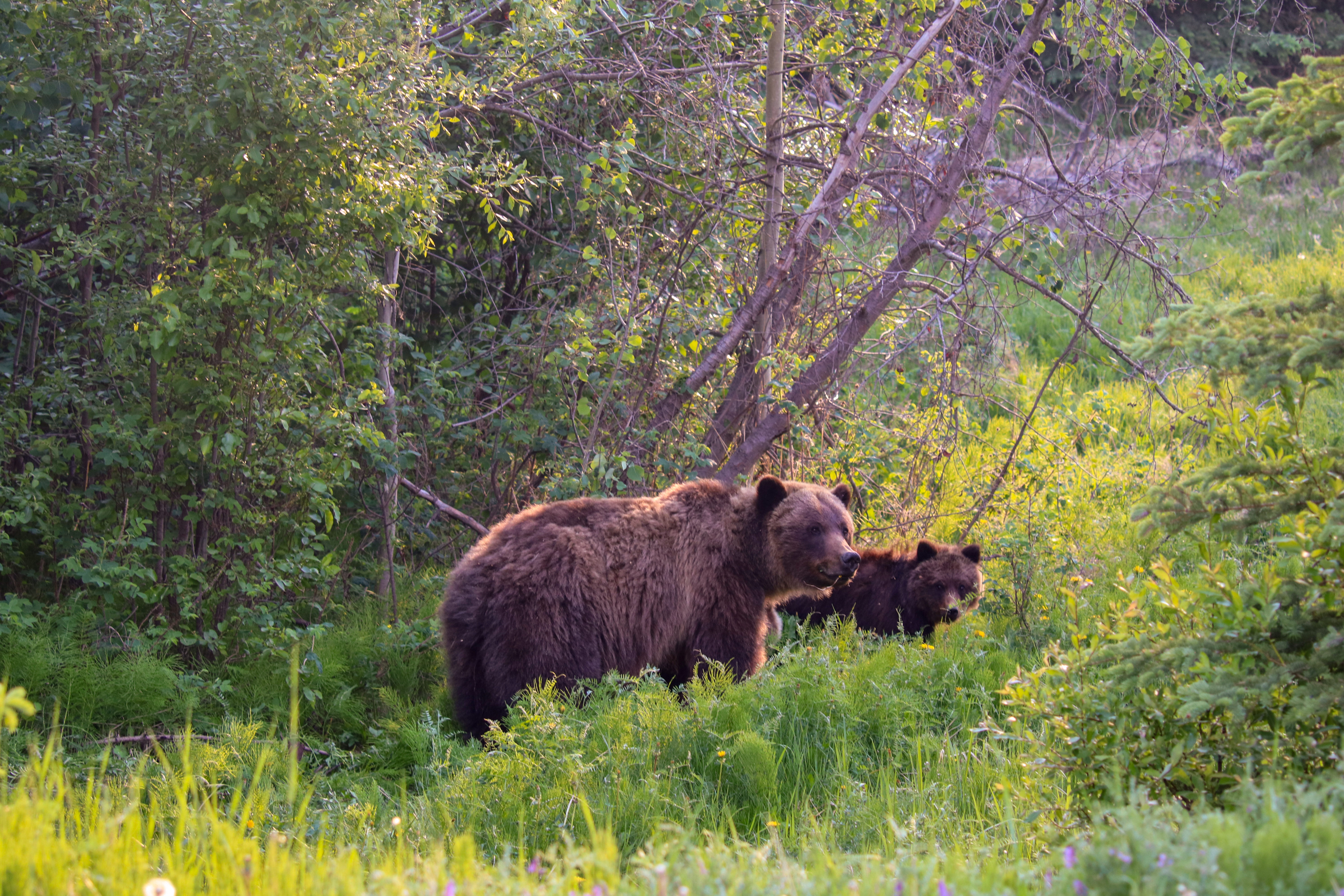 Grizzly Bären im Jasper Nationalpark entdecken