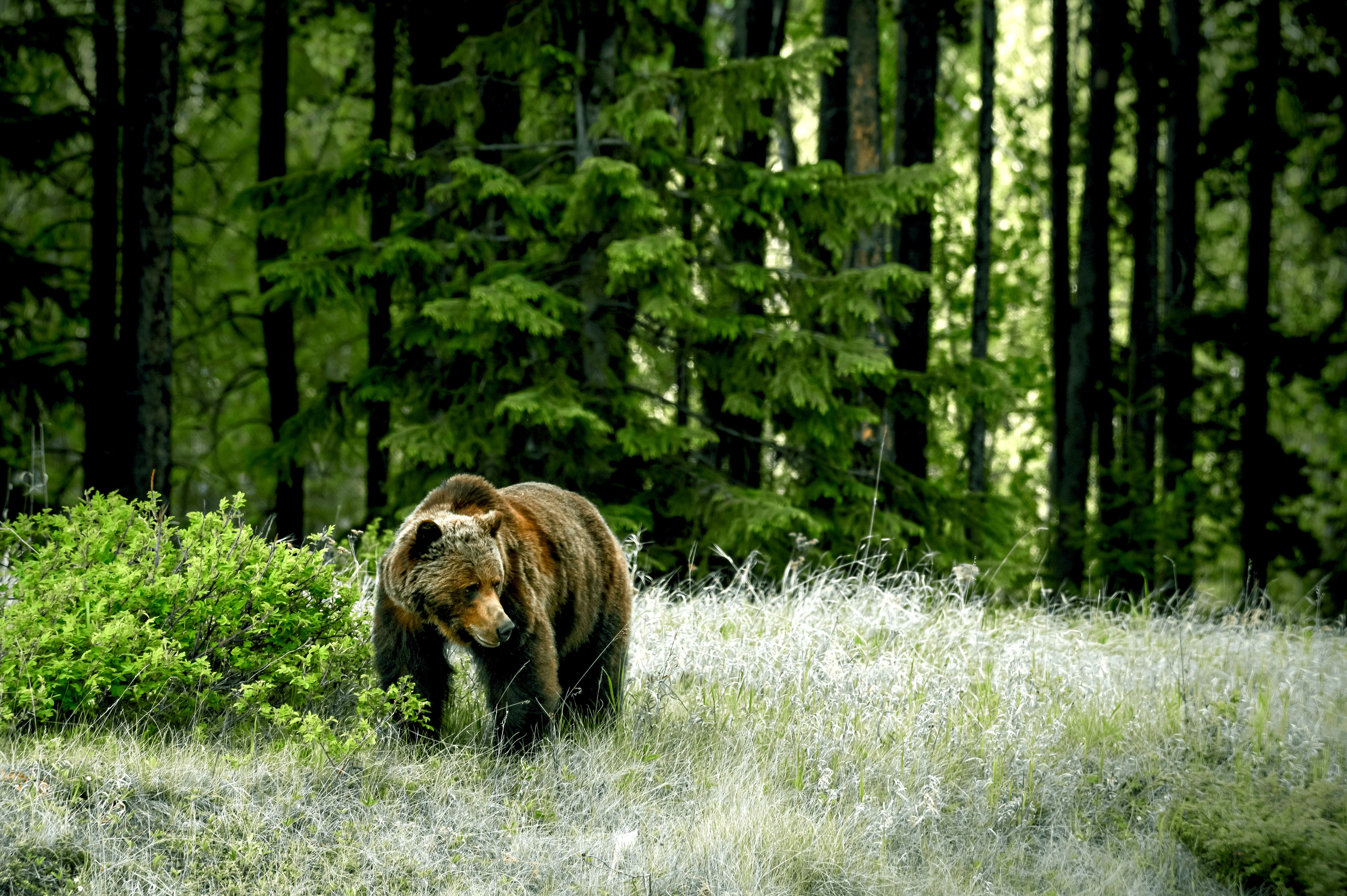 Grizzly in fornt of Forest