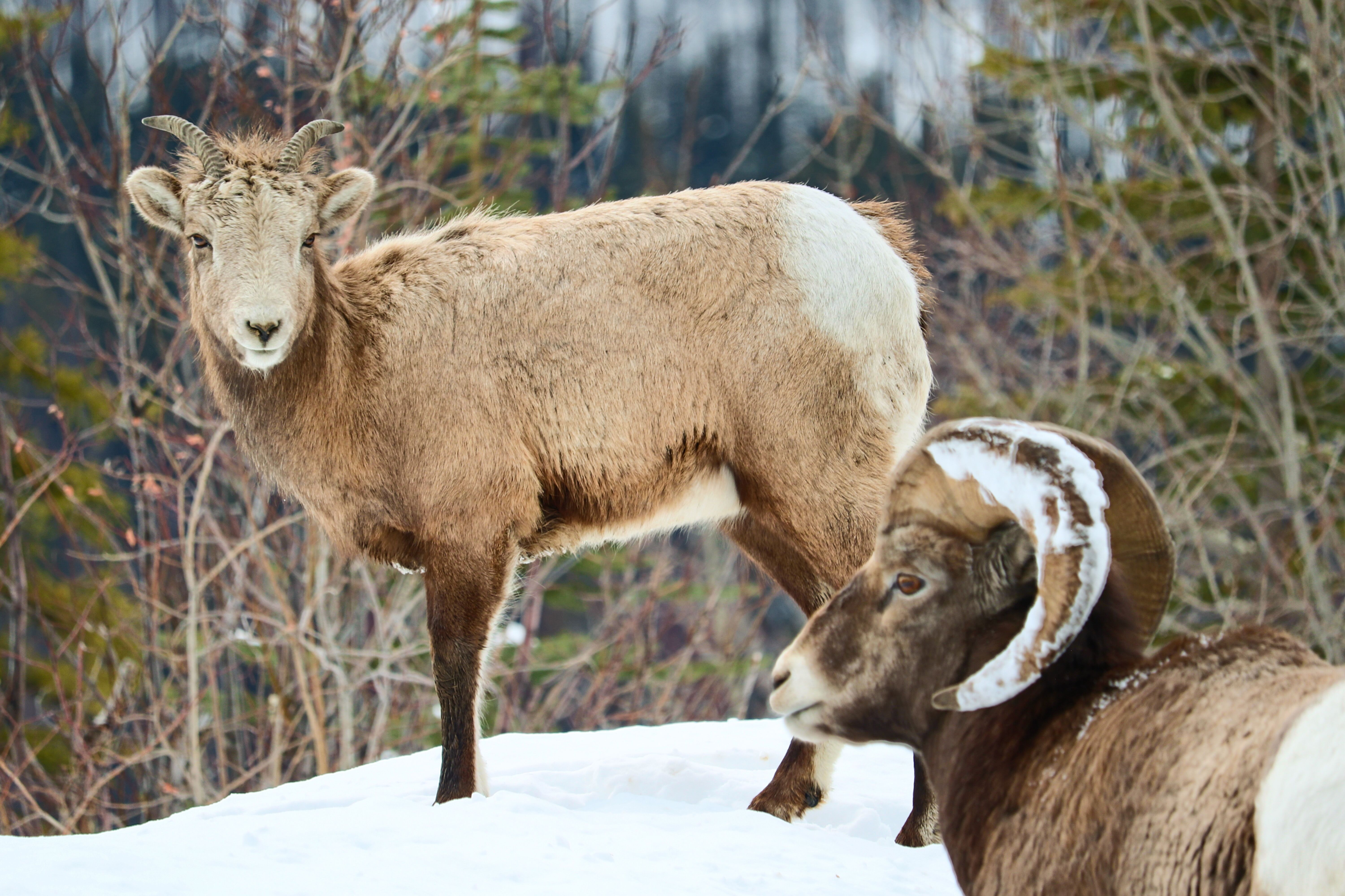 Zwei Dickhornschafe an der Maligne Lake Road, Alberta