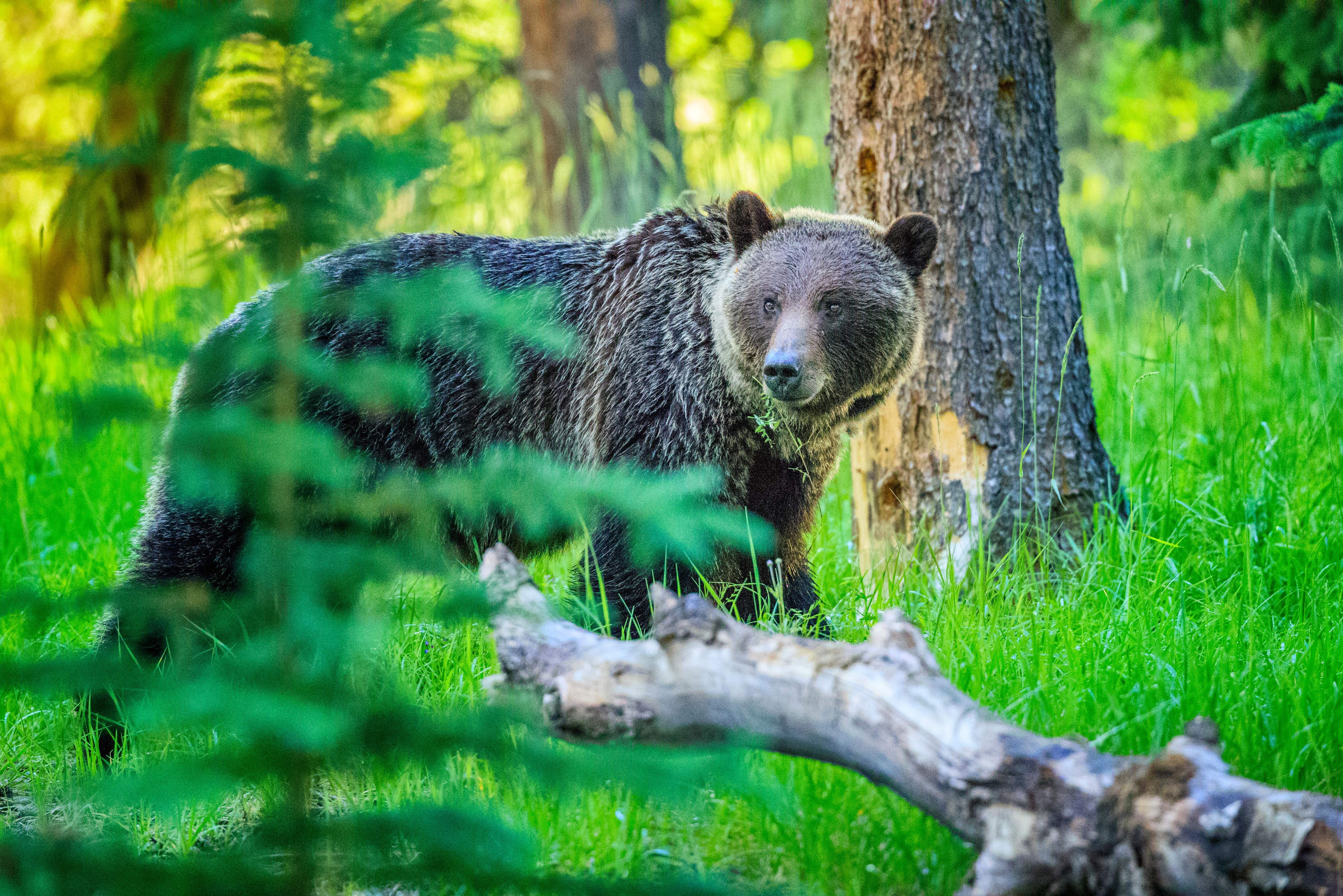 Grizzlybär im Jasper National Park