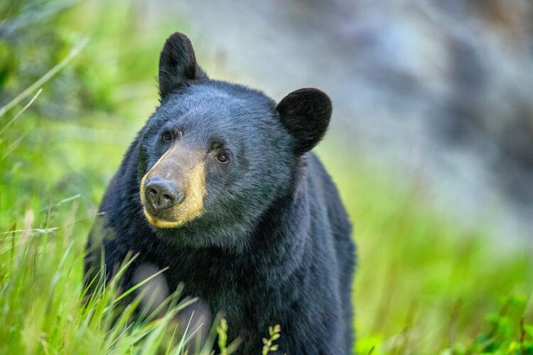 Schwarzbär im Jasper National Park