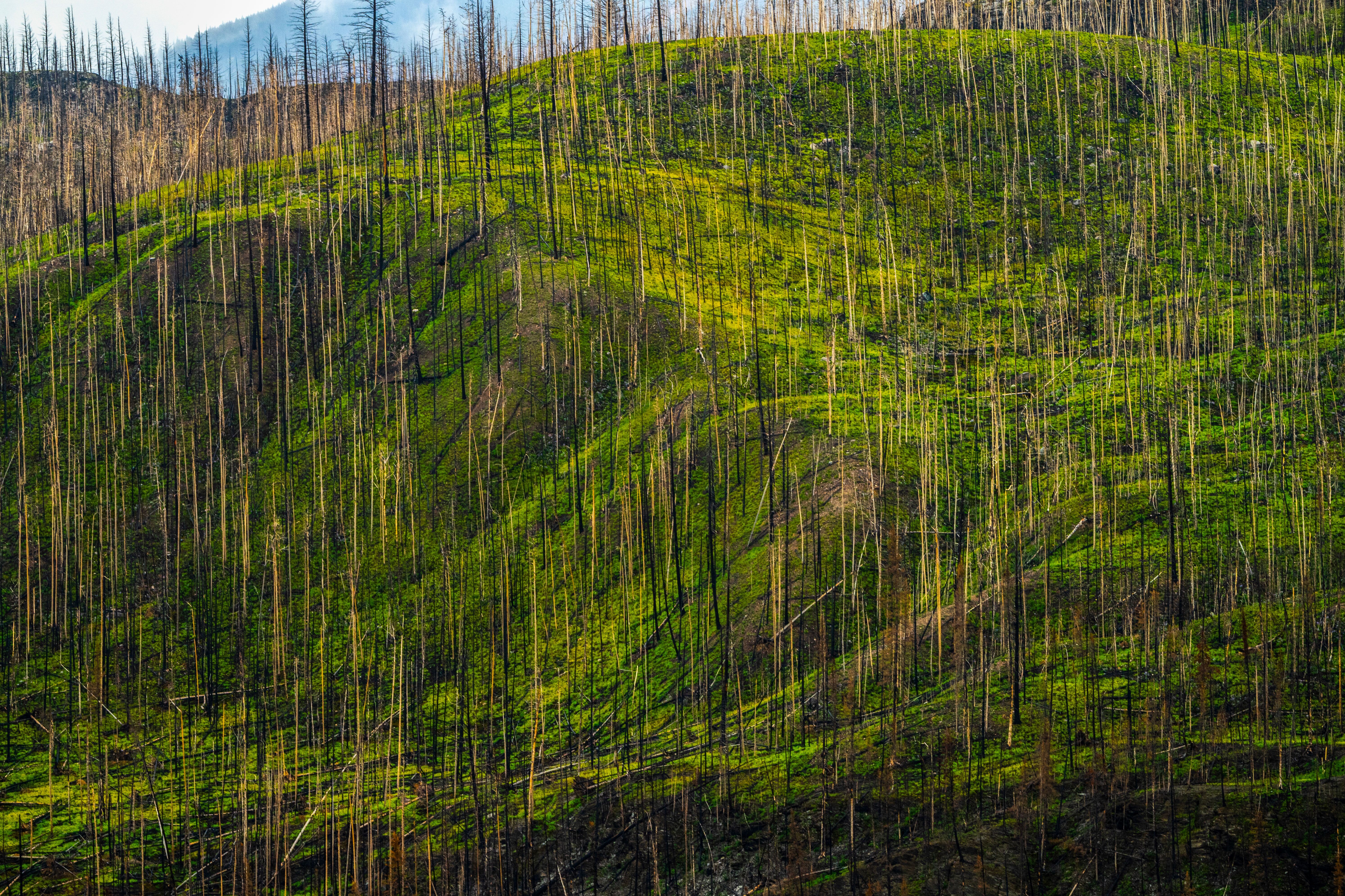 Wo einst das Feuer wutete, bahnt sich im Jasper Nationalpark neues, saftig grünes Unterholz seinen Weg durch die verbrannten Baumriesen Wo einst das Feuer wutete, bahnt sich im Jasper Nationalpark neues, saftig grünes Unterholz seinen Weg durch die verbrannten Baumriesen