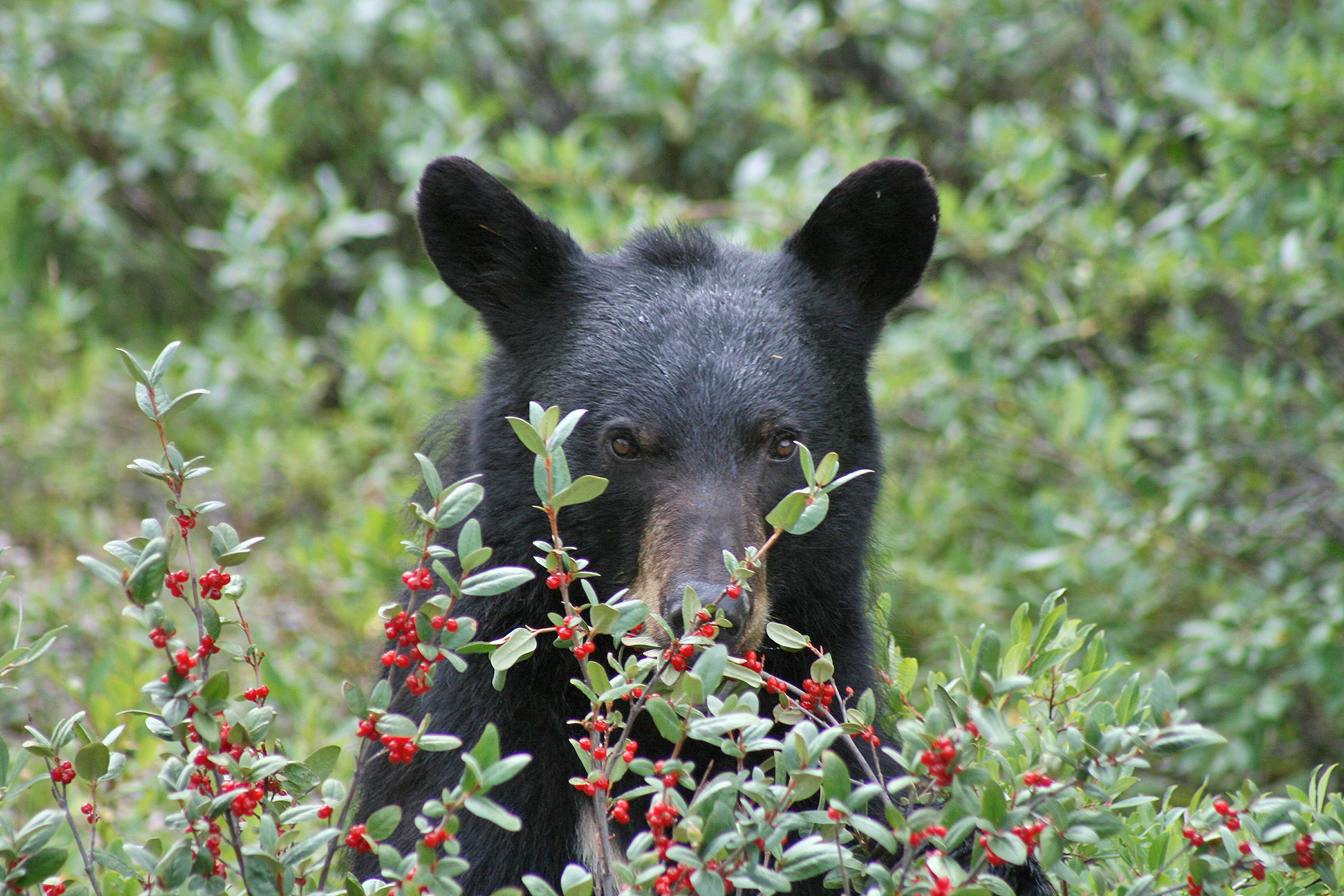 Ein Schwarzbär im Jasper Nationalpark, Alberta