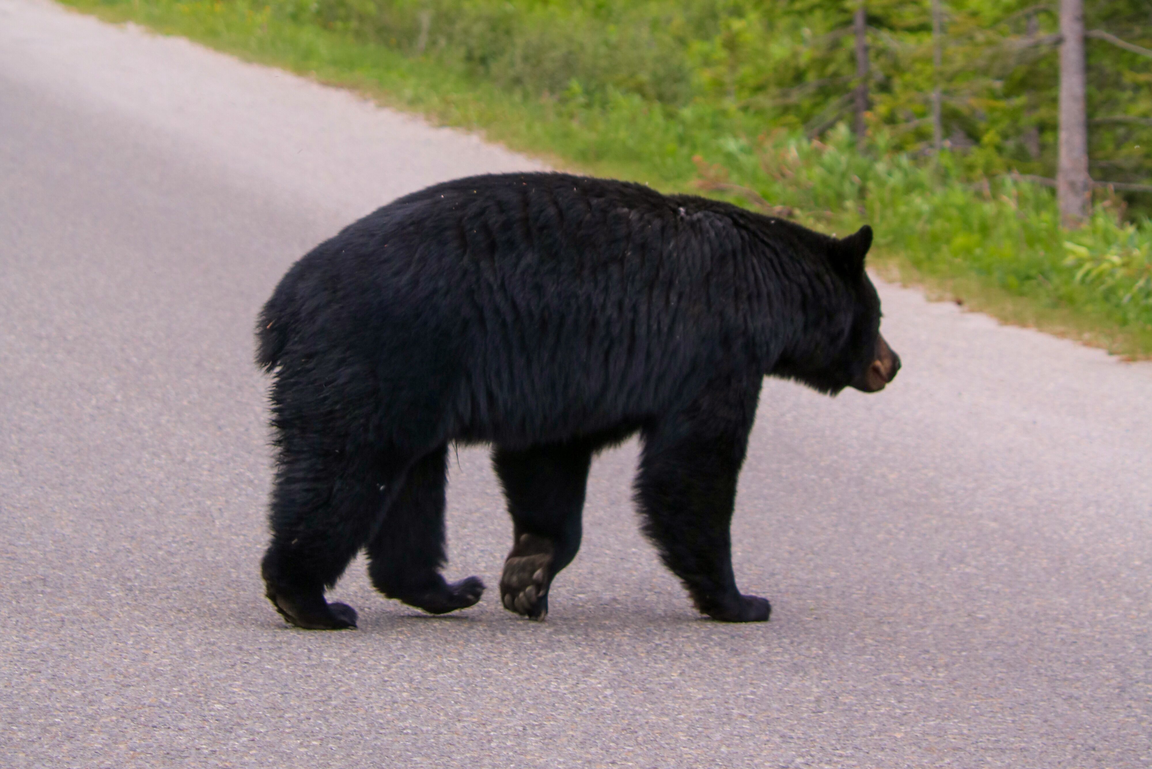 Schwarzbär am Medicine Lake im Jasper Nationalpark sichten