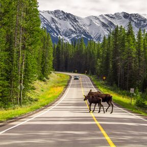 Elche in freier Natur in Kananaskis Country Albertas im Peter Lougheed Provincial Park beobachten