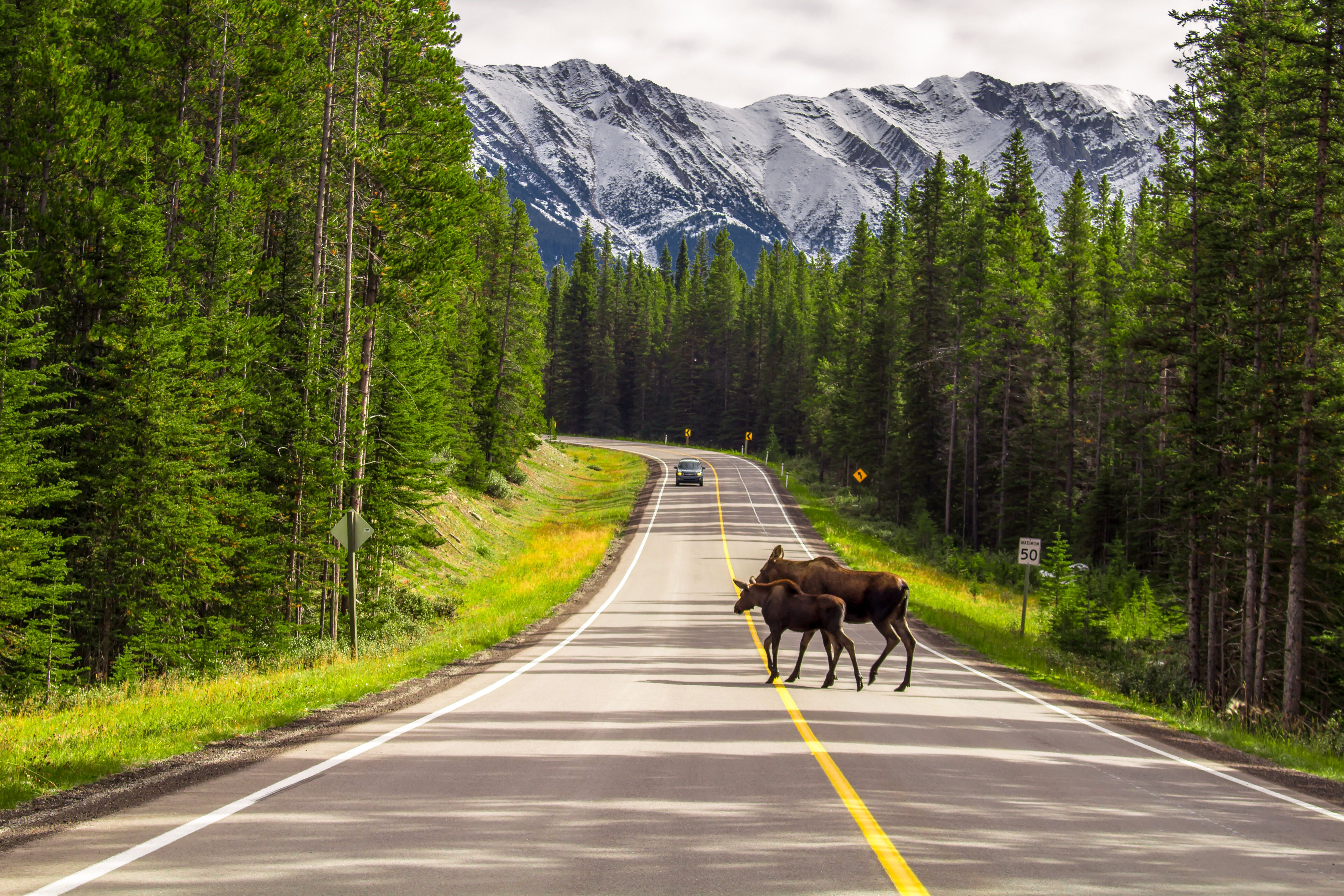 Elche in freier Natur in Kananaskis Country Albertas im Peter Lougheed Provincial Park beobachten