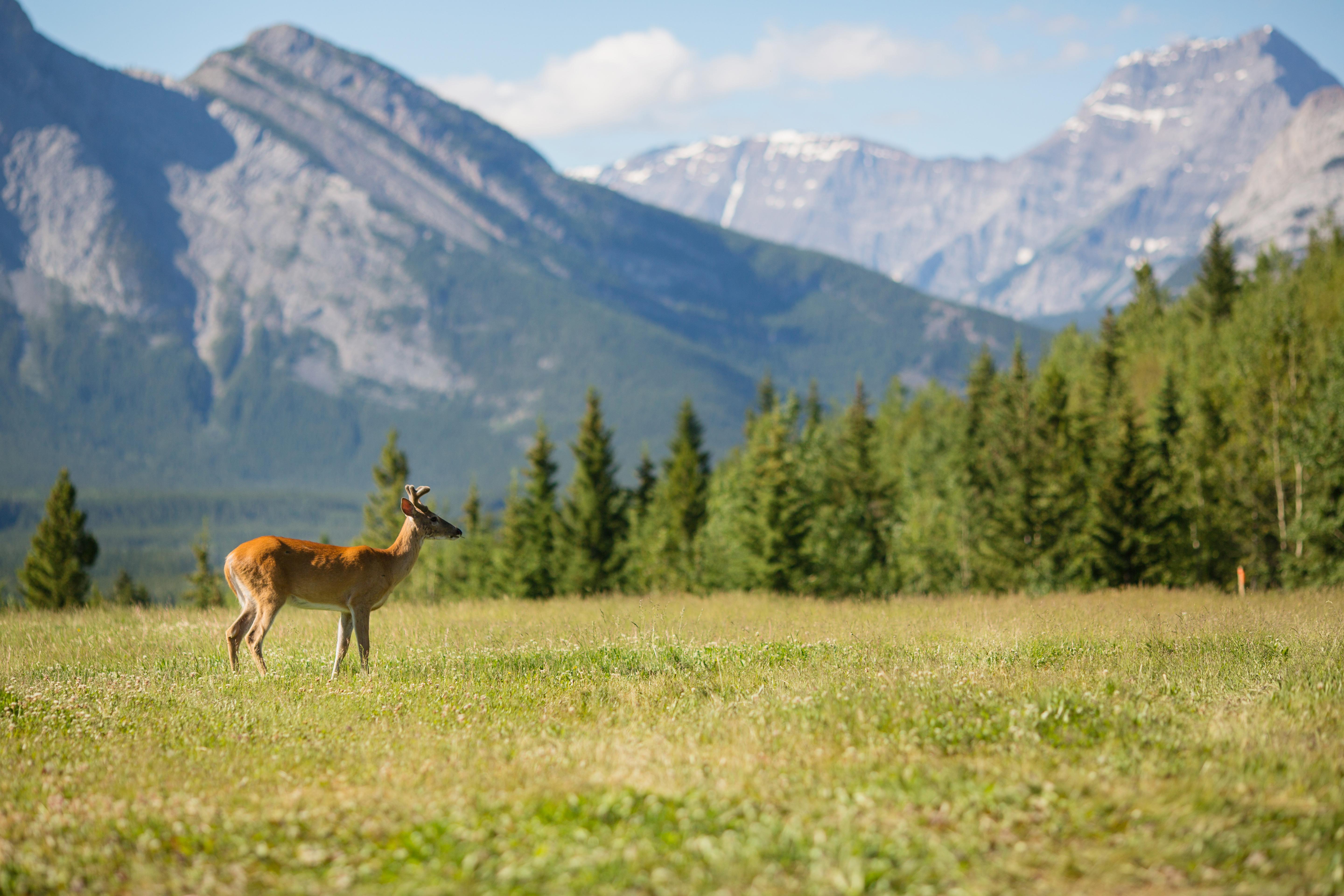 Sumpfhirsch in freier Wildbahn