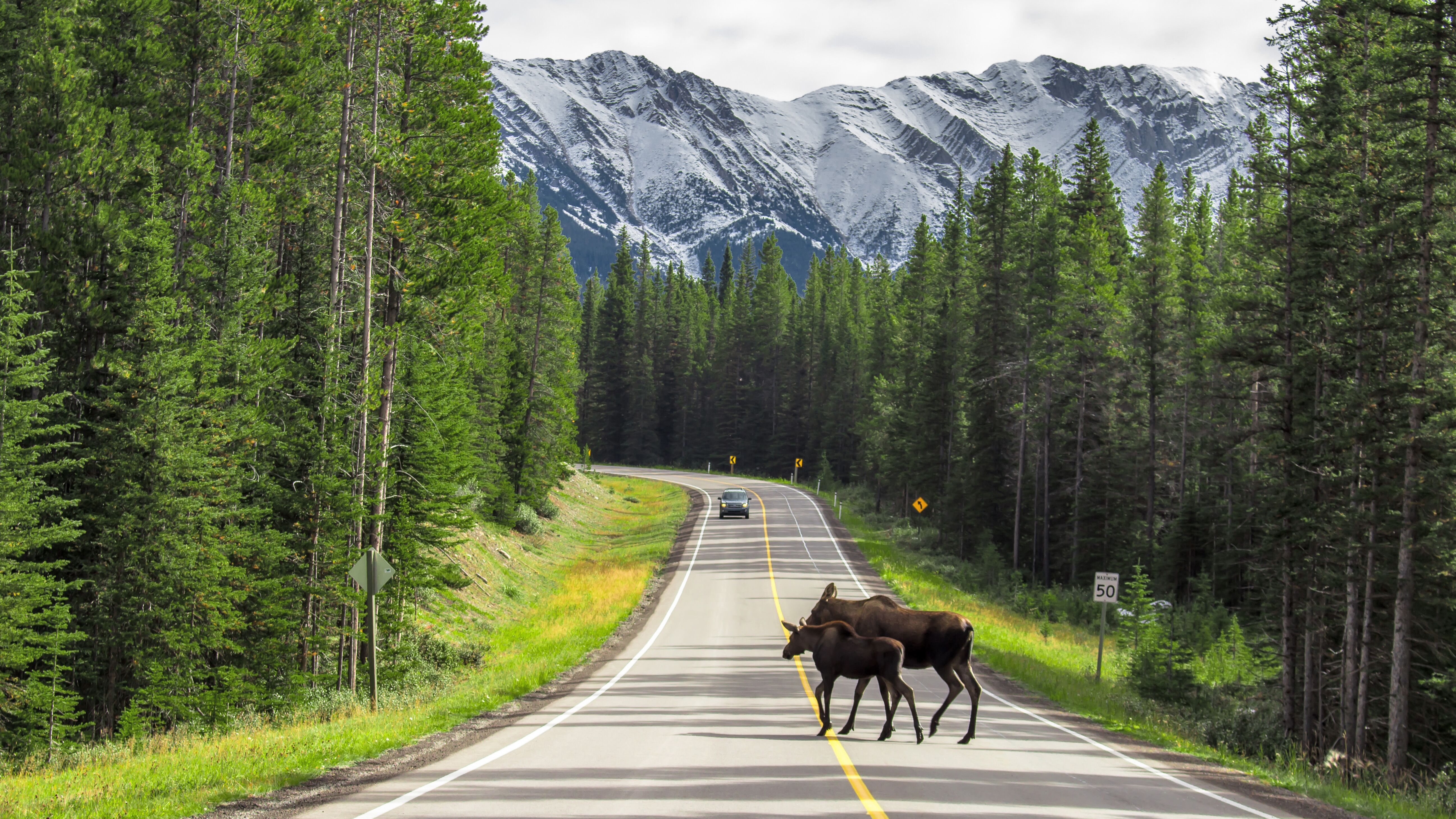 Ein Elch überquert die Strasse im Peter Lougheed Provincial Park, Kananaskis Country, Alberta Vorsicht Wildtierwechsel: Elche kreuzen gerne die Fahrbahn.