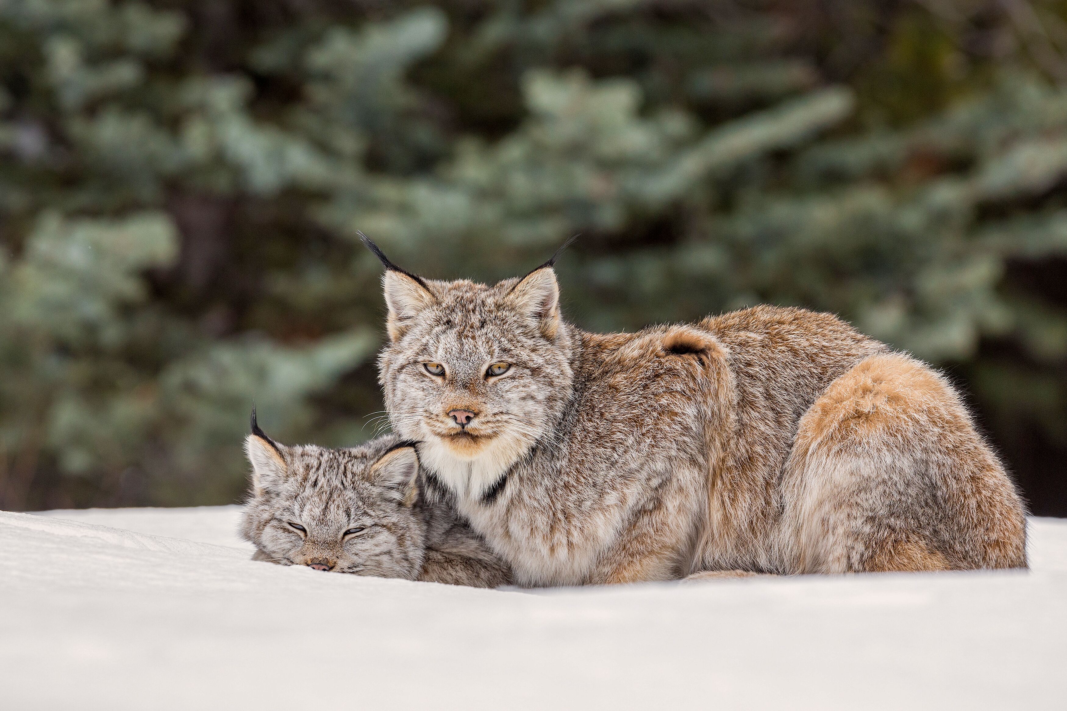 Eine Luxfamilie im Kananaskis Country in Alberta