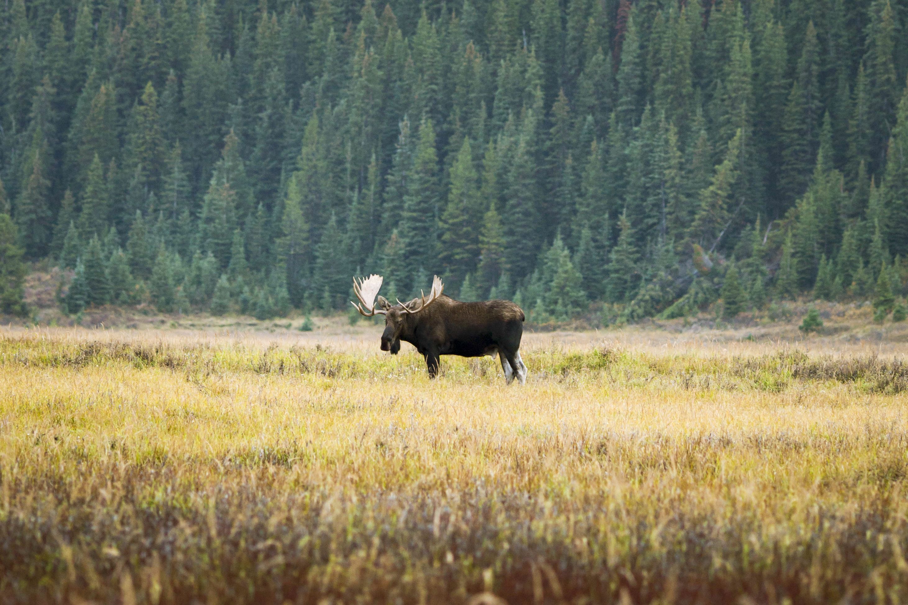 Ein Elch in unberÃ¼hrter Landschaft mitten in Alberta