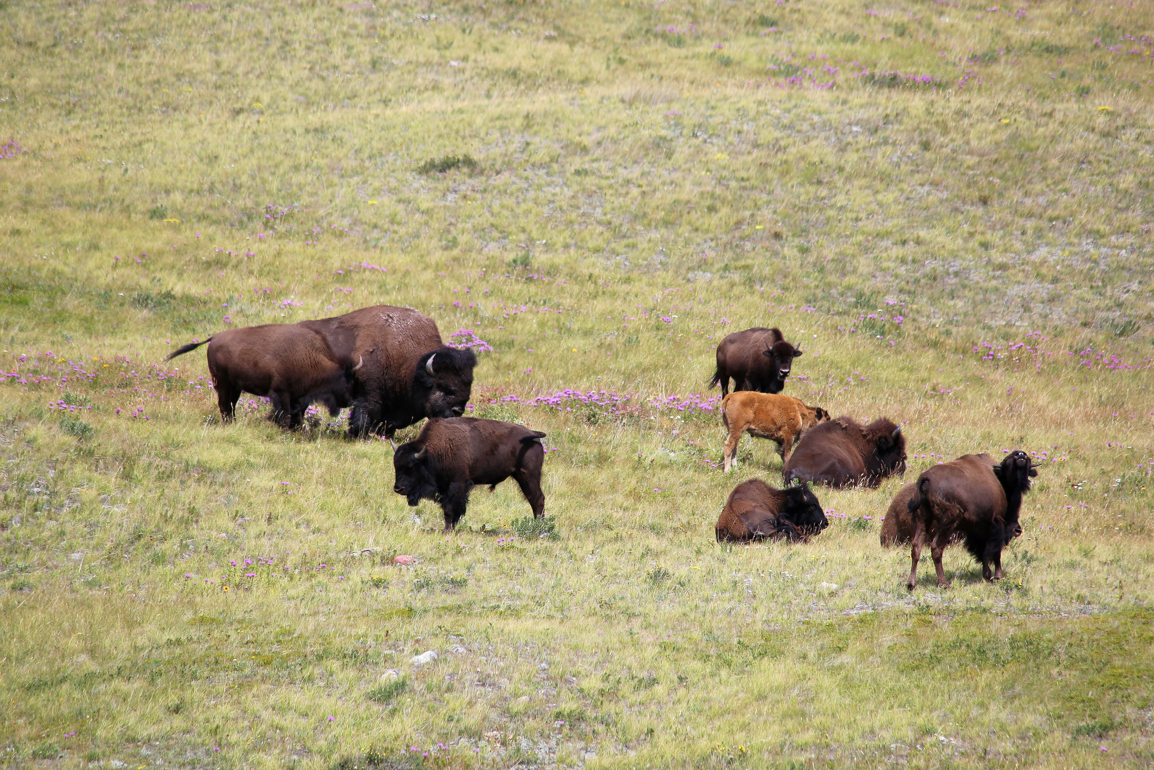 Eine kleine Bisonherde im Waterton Lakes Nationalpark, Alberta
