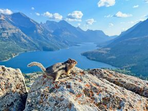 Ziesel am Waterton Lakes National Park