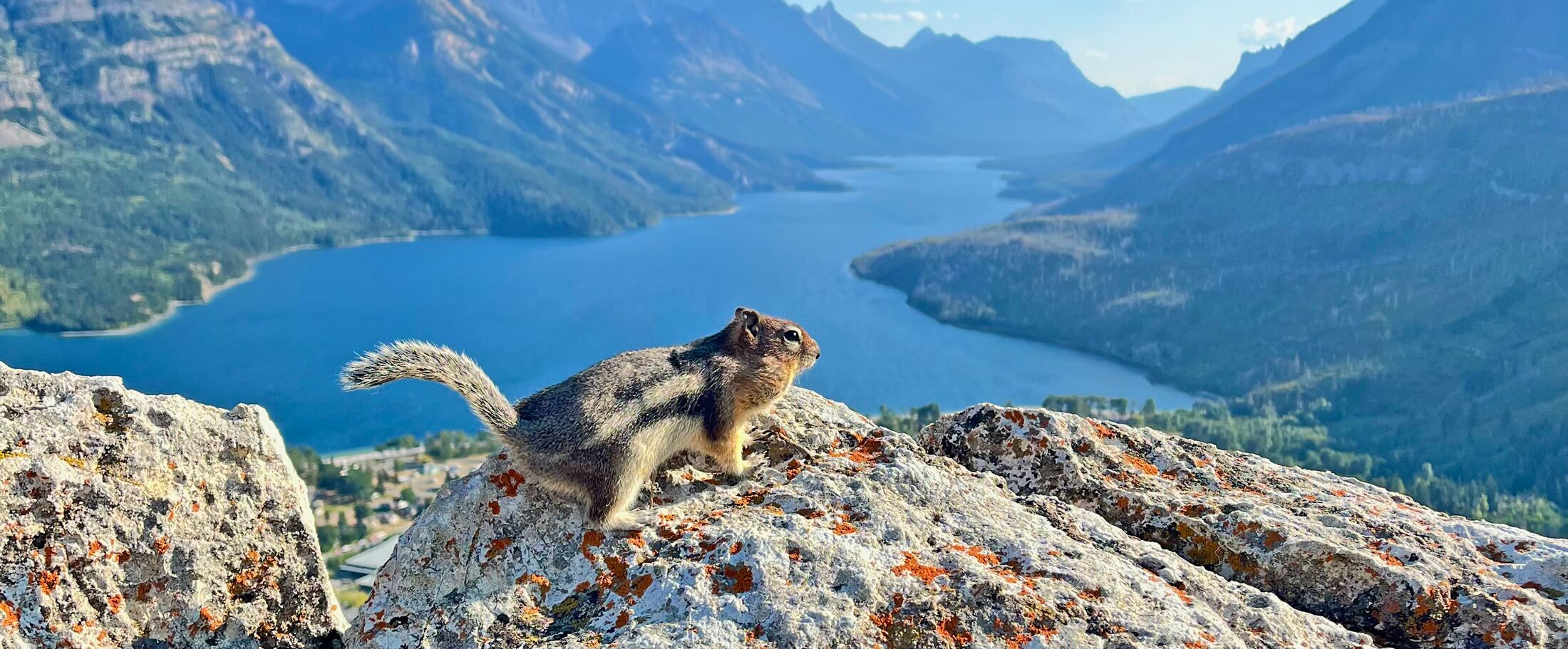 Ziesel am Waterton Lakes National Park