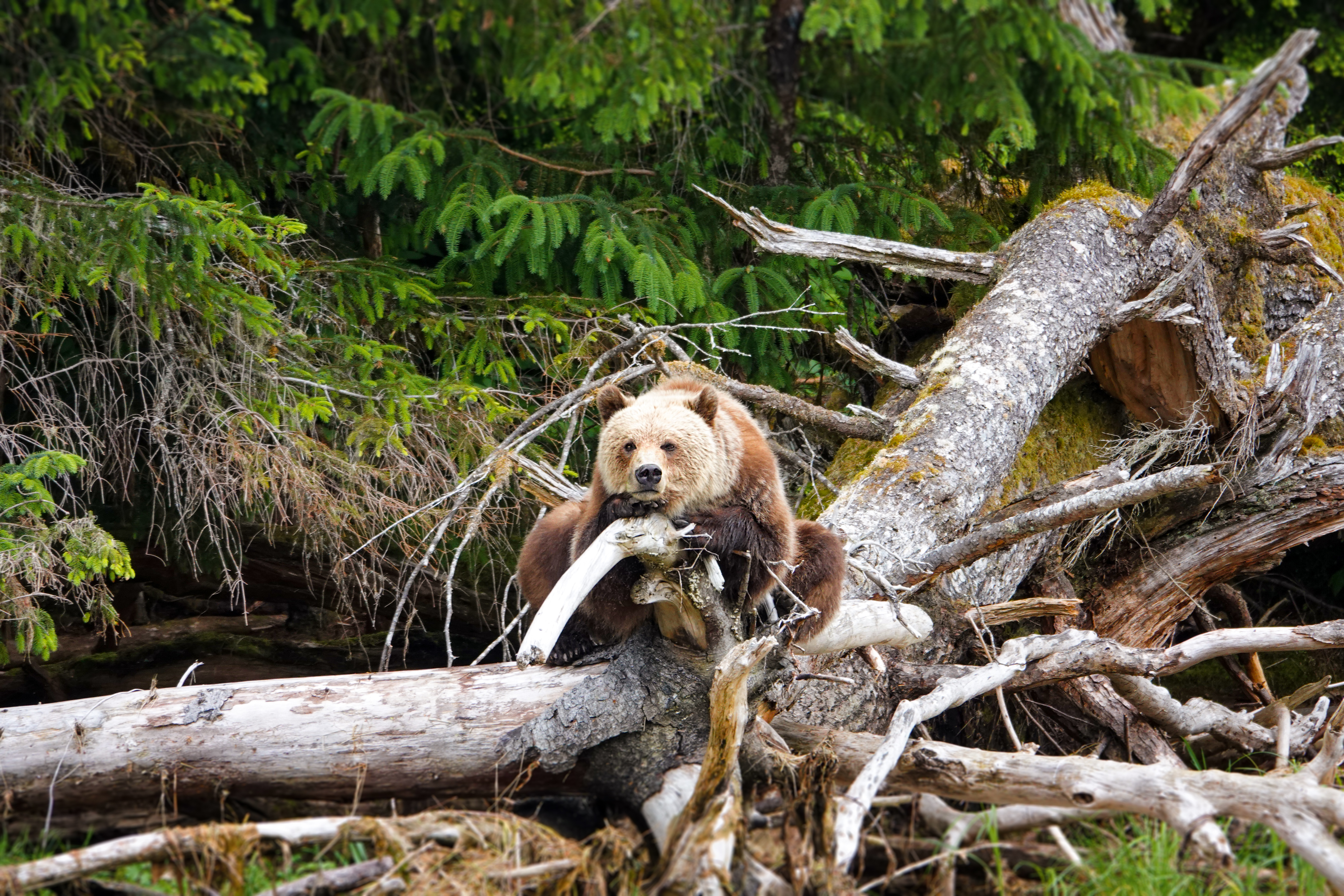 Ein weisser Spirit Bear in den Wäldern von Kanada