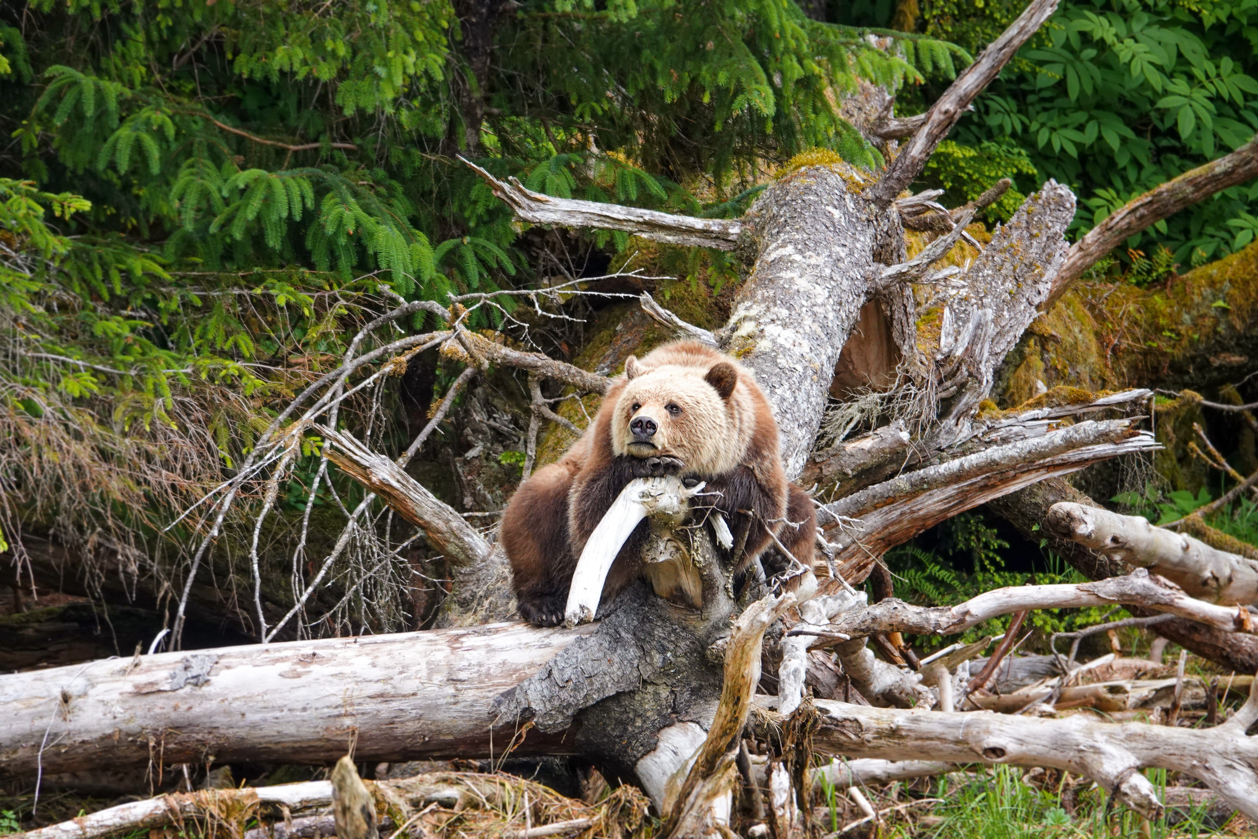 Ein weisser Spirit Bear in den Wäldern von Kanada