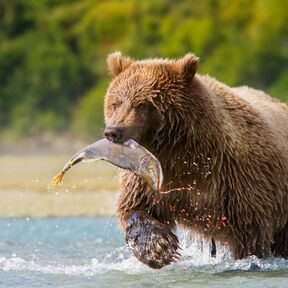 Ein Grizzly beim Lachs fischen