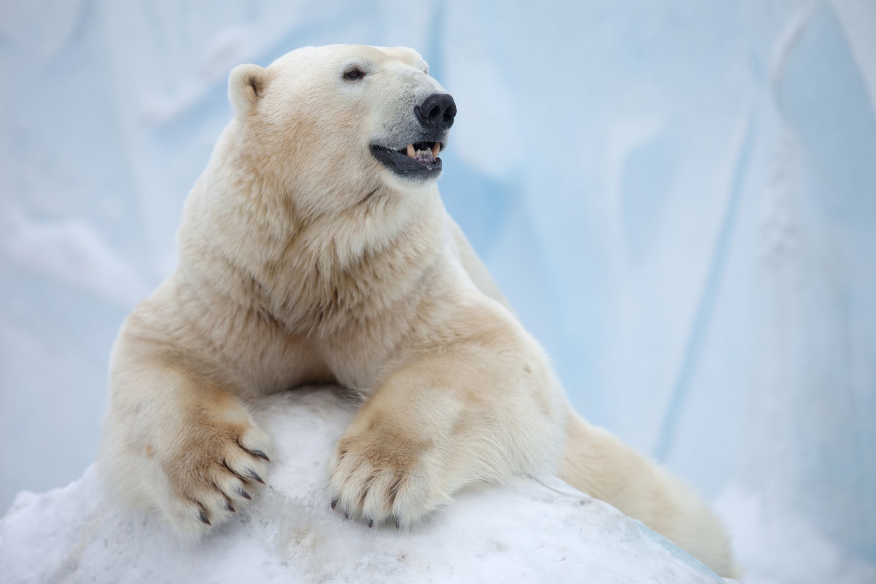 Ein groÃŸer EisbÃ¤r im Eis