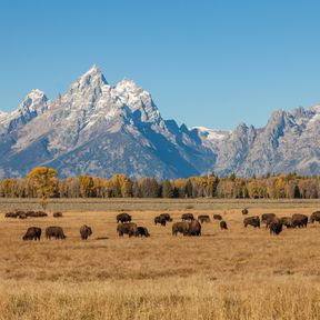 Eine Bisonherde vor wunderschÃ¶nem Bergpanorama