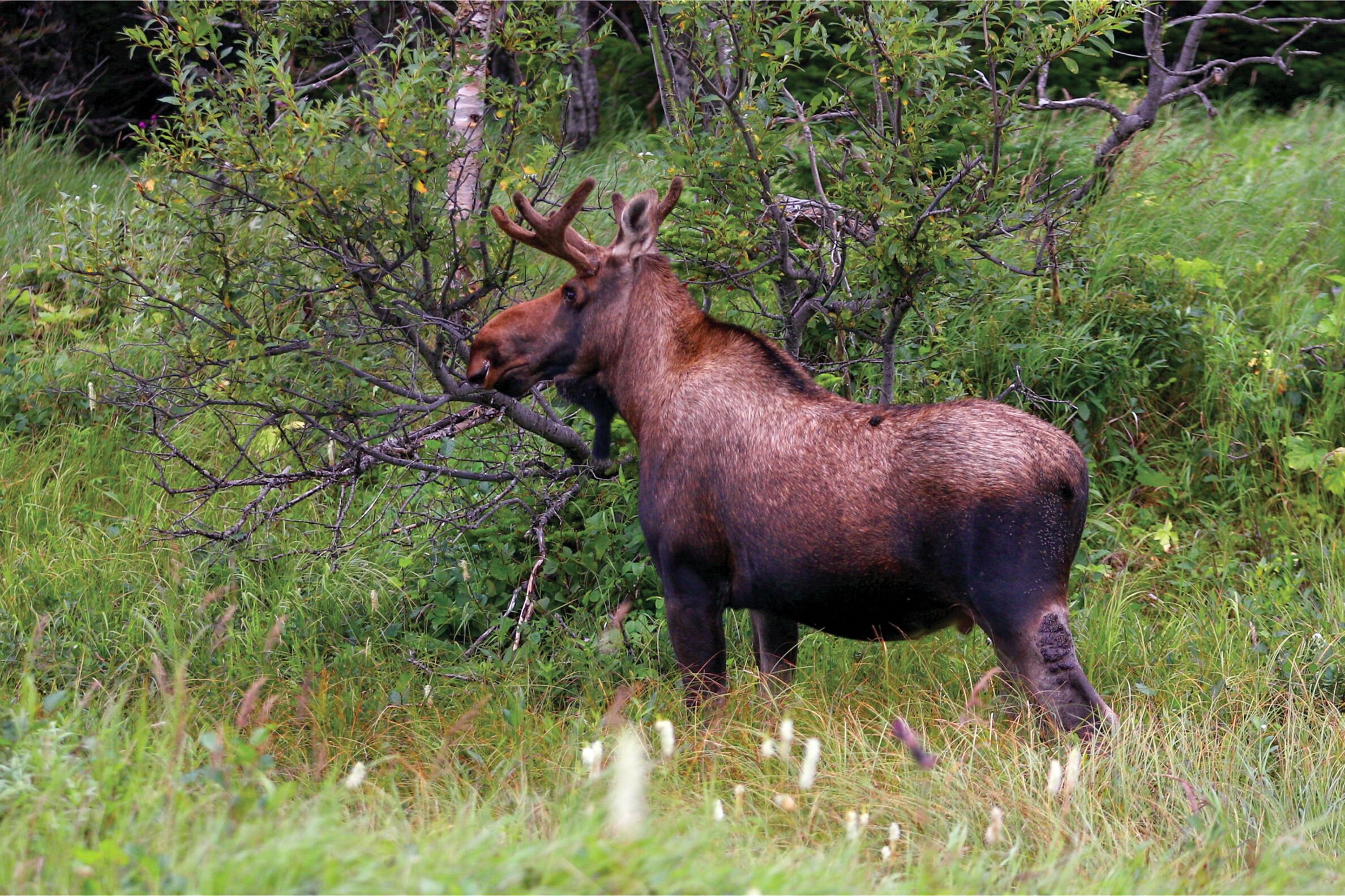 Elche in freier Natur beobachten in Labrador