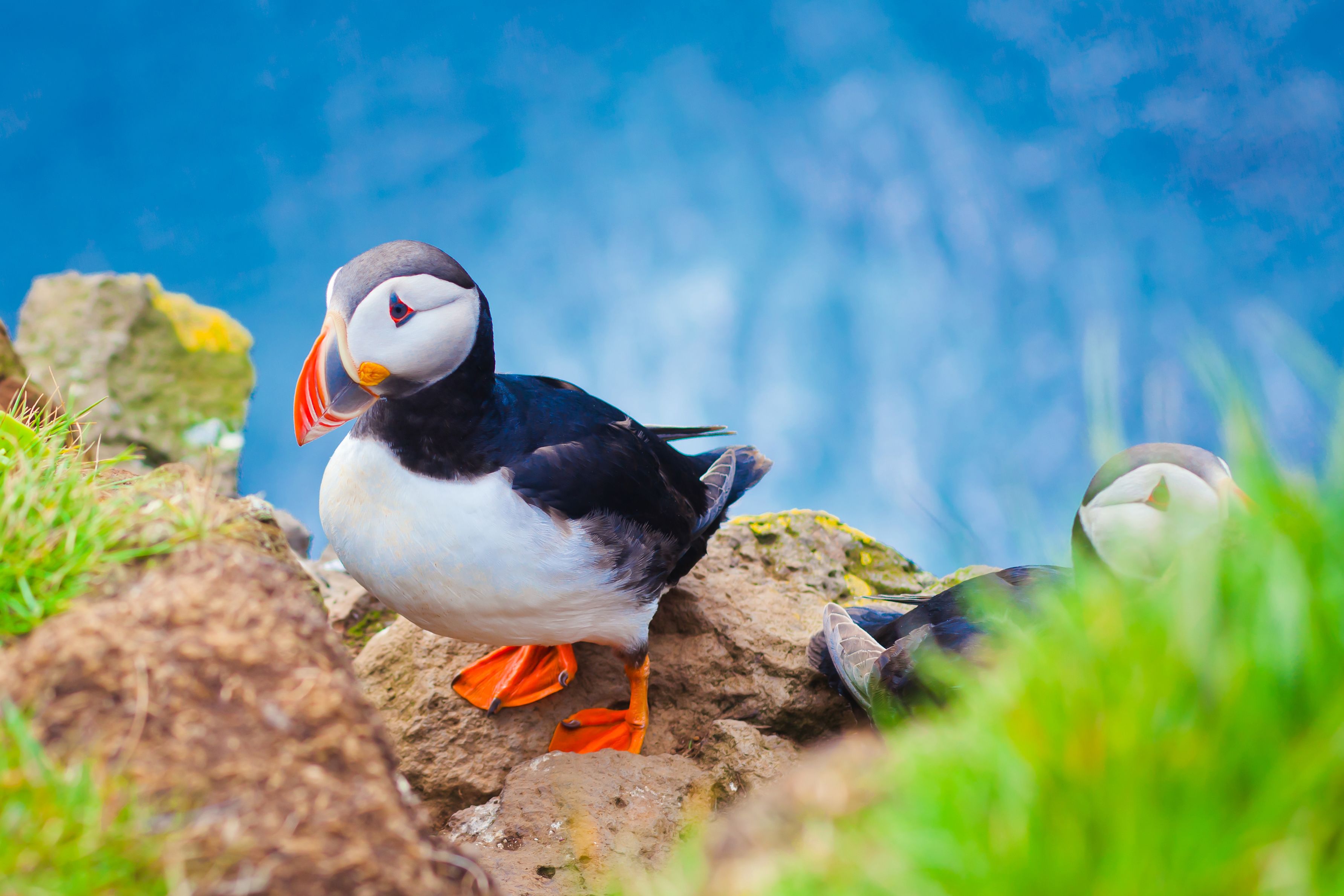Zwei Papageitaucher an der KÃ¼ste von Labrador