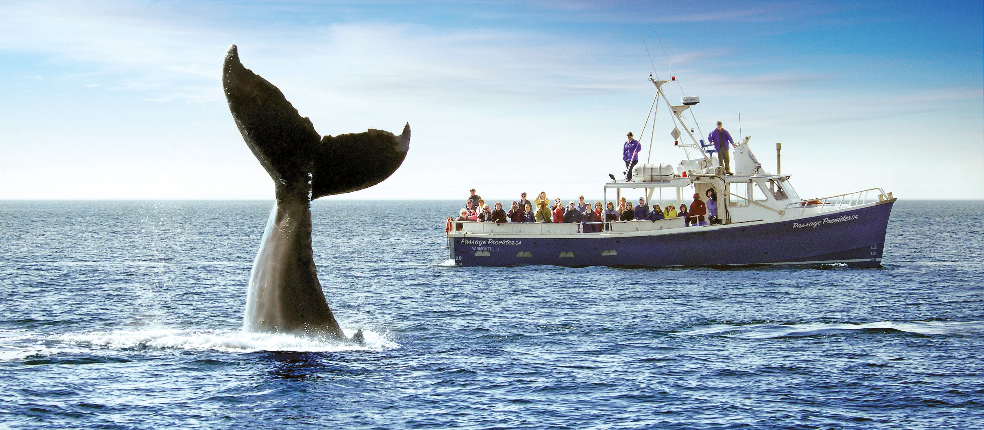 Whalewatching in Atlantikkanada