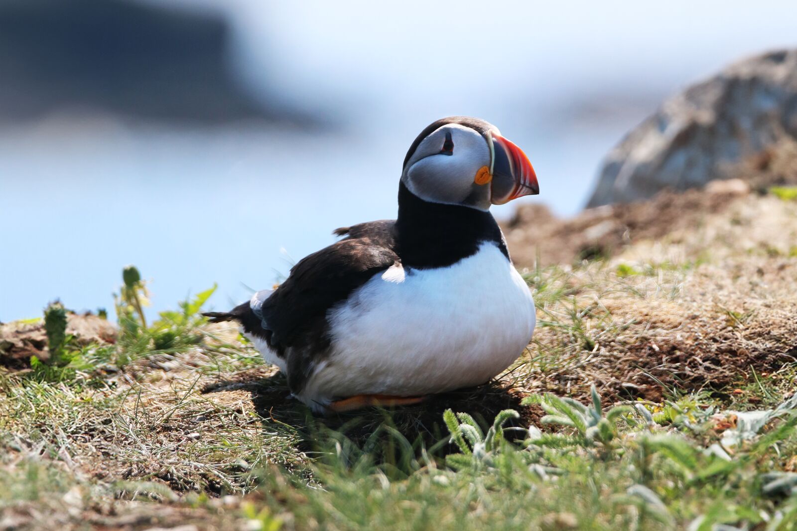 Puffin an der Küste von Elliston