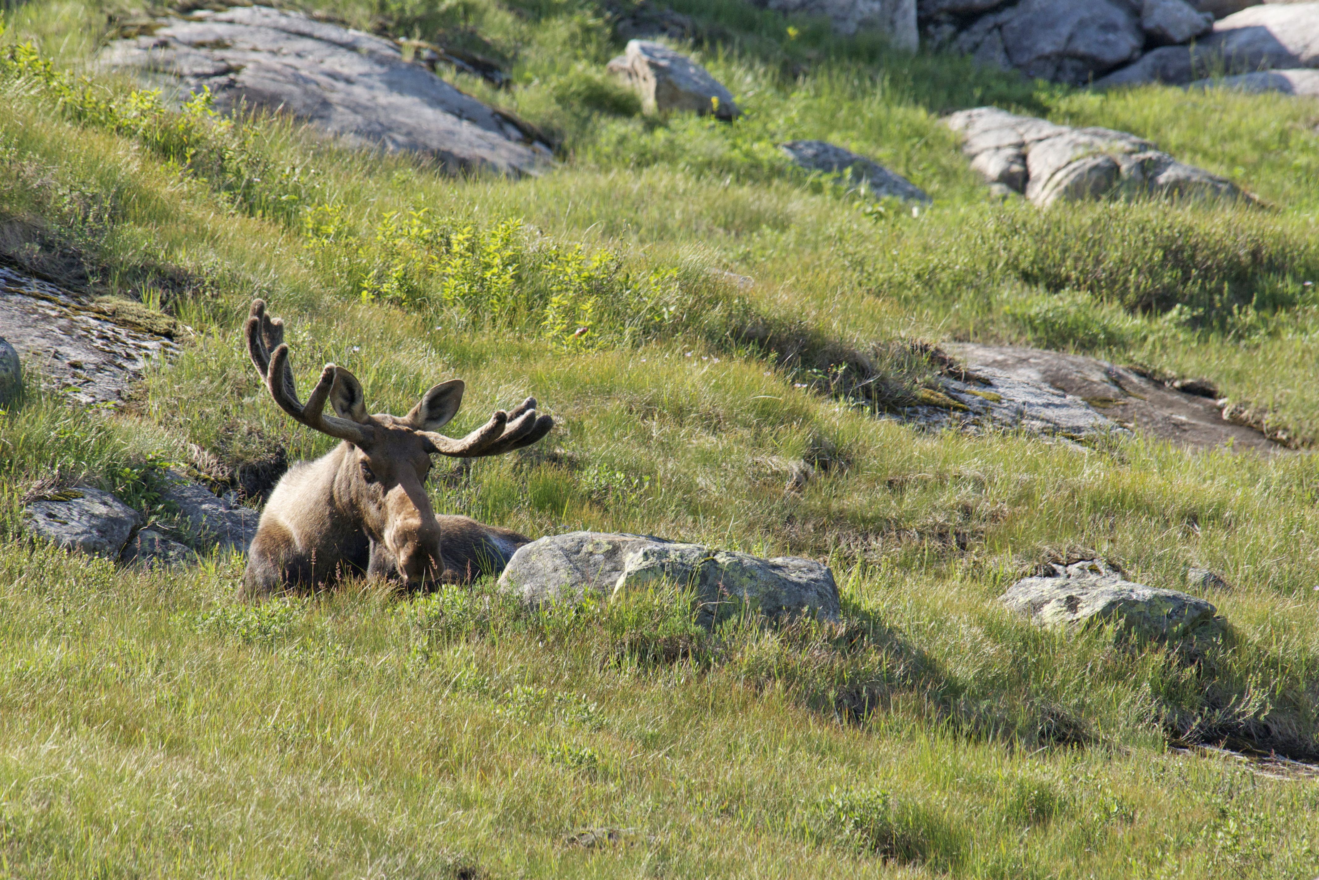 Ein Elch im Gros Morne National Park