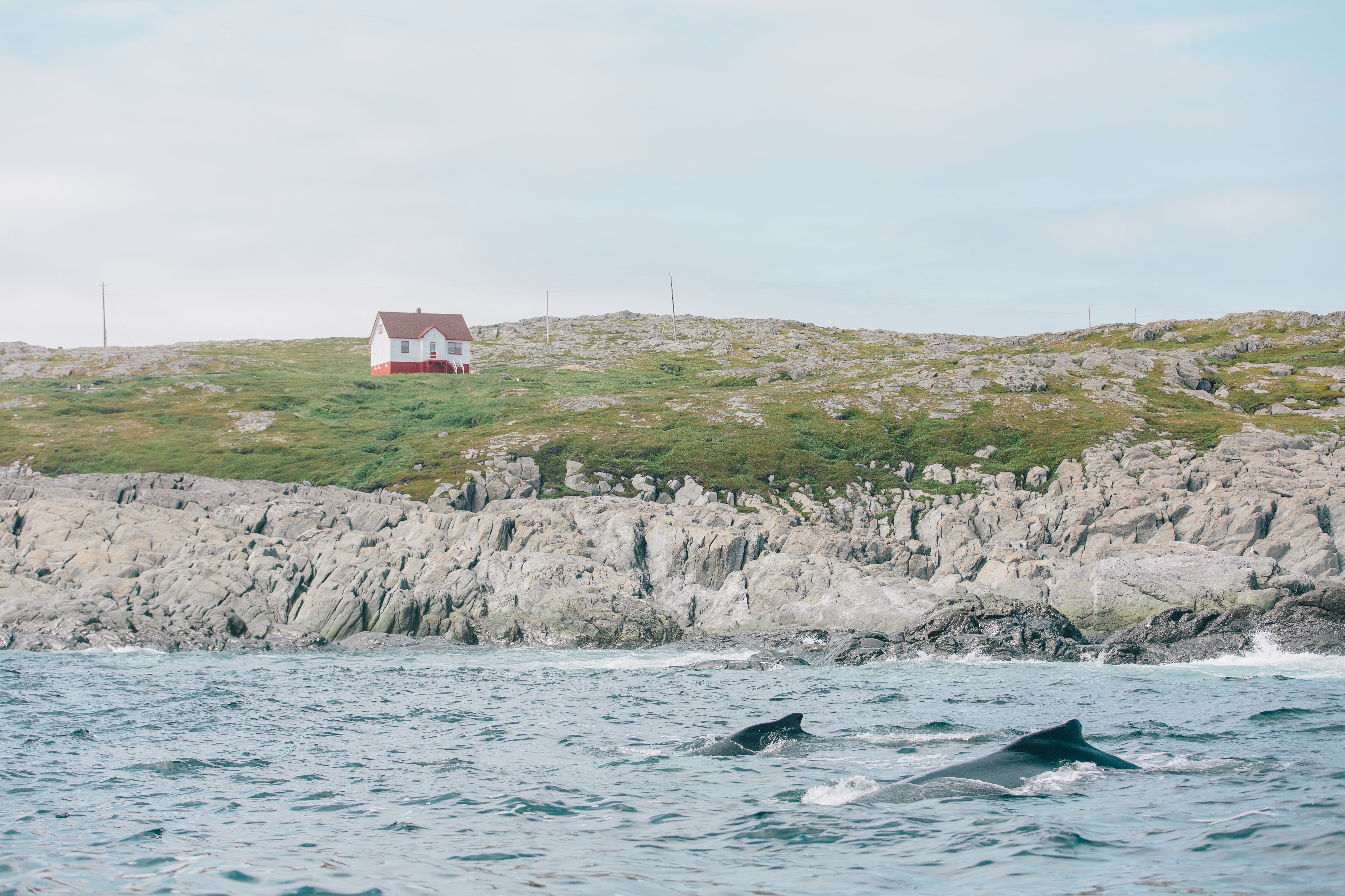 Walbeobachtung auf Quirpon Island, Neufundland