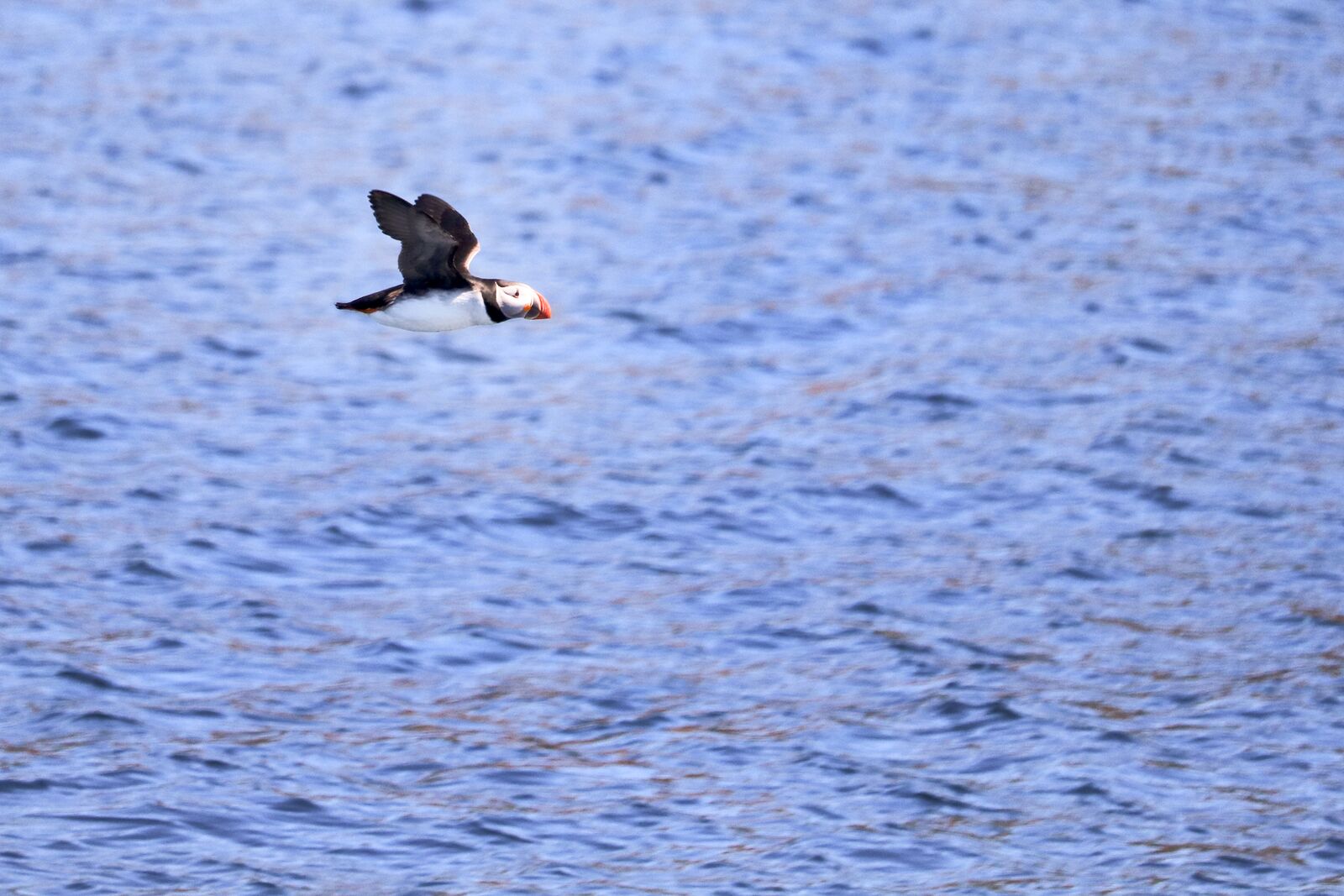 Schnappschuss eines Papageitauchers bei der Gatherall's Puffin & Whale Tour in Bay Bulls, Neufundland