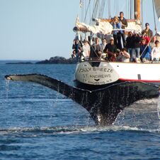 regionen/kanada/atlantikkanada/newbrunswick/bayoffundy/jolly-breeze-tall-ship-adventure-whale-tail-stern.cr2121x2115-484x0 regionen/kanada/atlantikkanada/newbrunswick/bayoffundy/jolly-breeze-tall-ship-adventure-whale-tail-stern.cr2121x2115-484x0