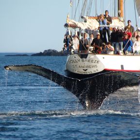 Jolly Breeze Tall Ship Whale Adventures in St. Andrews, New Brunswick