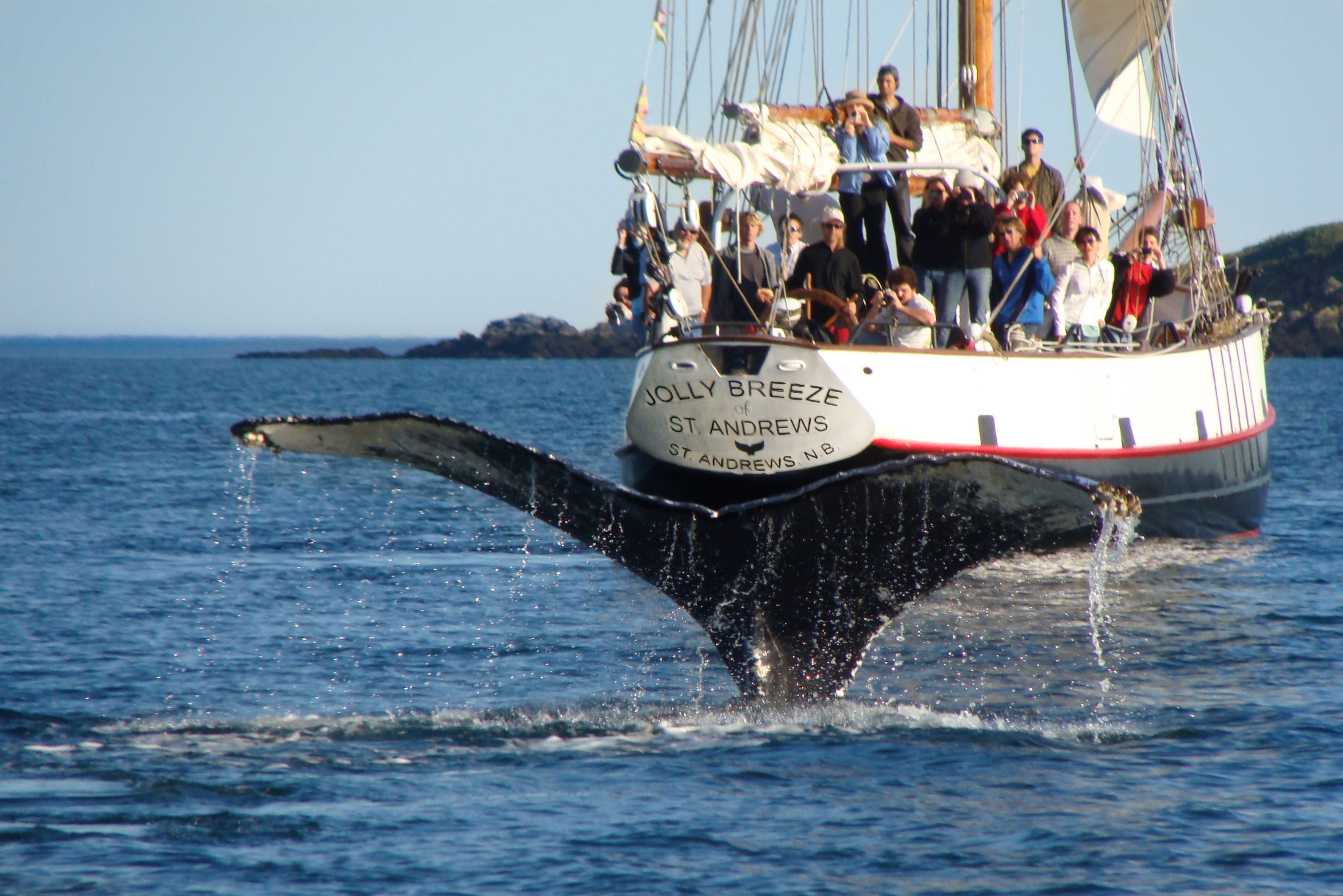 Jolly Breeze Tall Ship Whale Adventures in St. Andrews, New Brunswick