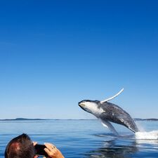 regionen/kanada/atlantikkanada/newbrunswick/bayoffundy/new-brunswick-humpback-jump.cr1148x1147-520x0