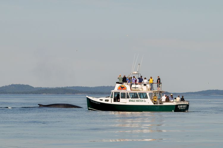 Walbeobachtung in der Bay of Fundy mit dem Anbieter Island Quest Marine Whale and Wildlife Cruises