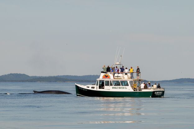 Walbeobachtung in der Bay of Fundy mit dem Anbieter Island Quest Marine Whale and Wildlife Cruises Walbeobachtung in der Bay of Fundy mit dem Anbieter Island Quest Marine Whale and Wildlife Cruises