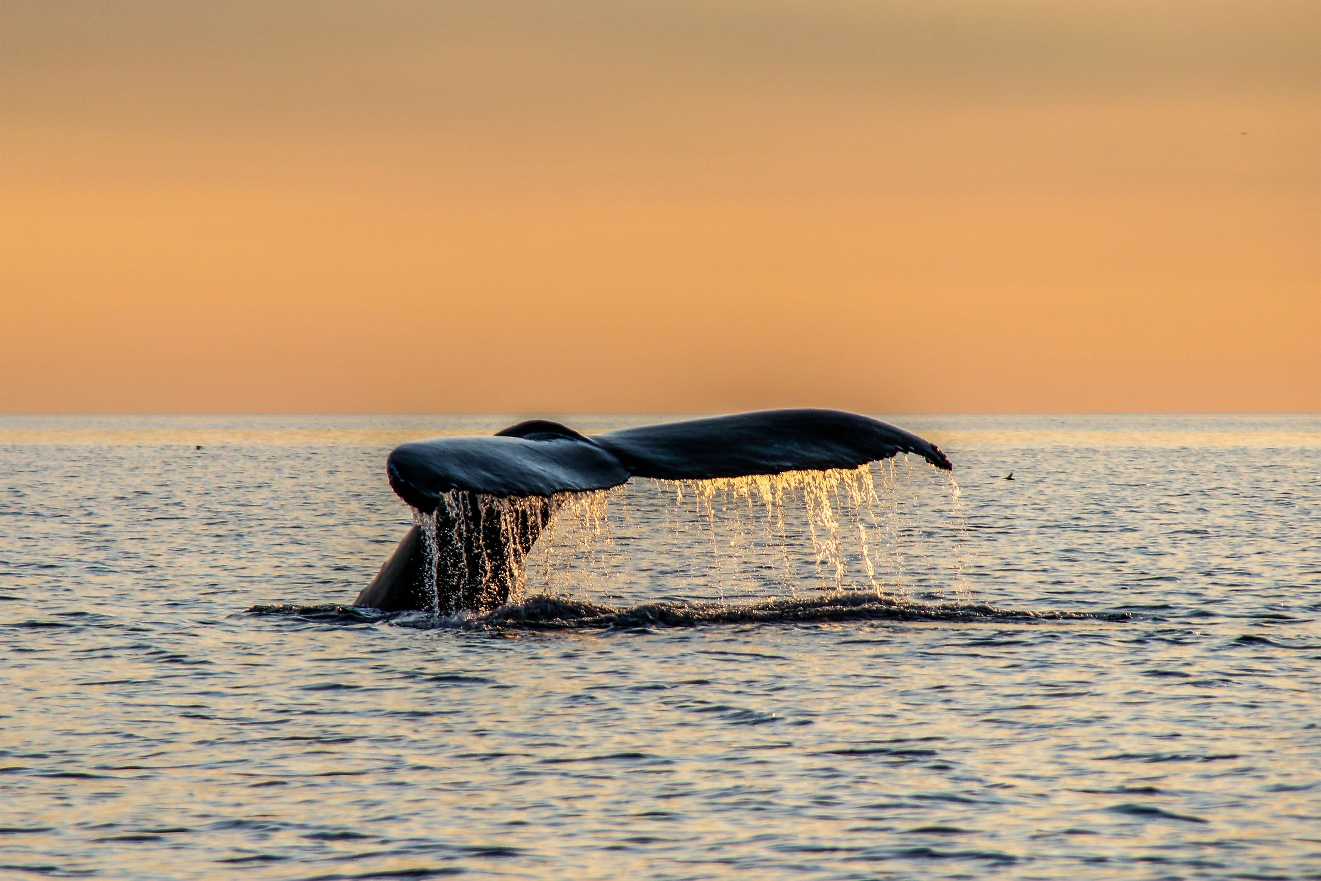 Whale Watching im Sonnenuntergang bei St. Andrews in New Brunswick