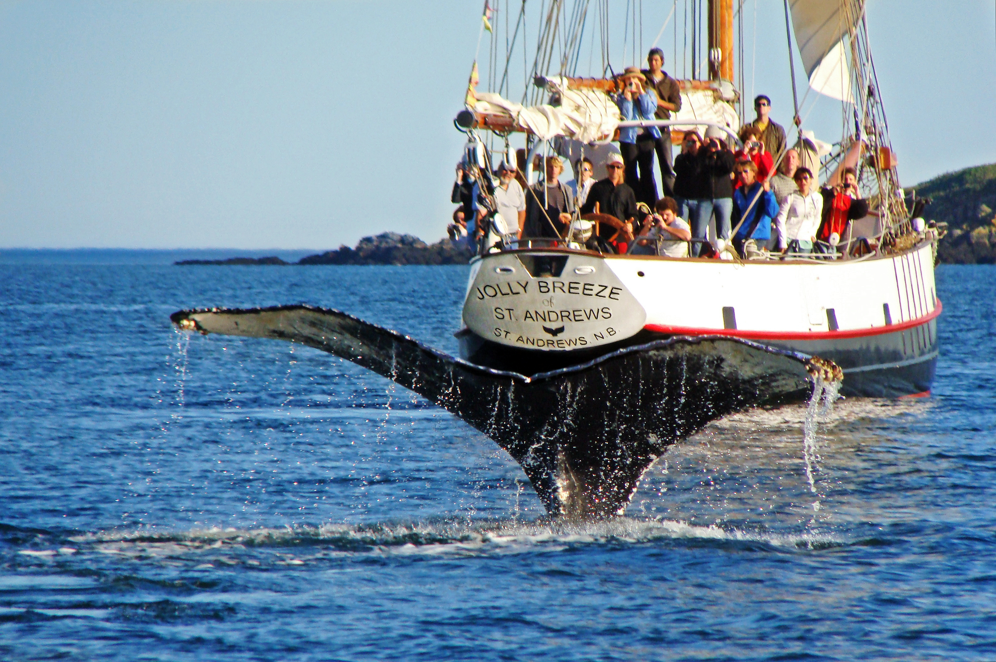 Whalewatching,St. Andrews,NB, Jolly Breeze Tall Ship Adventure