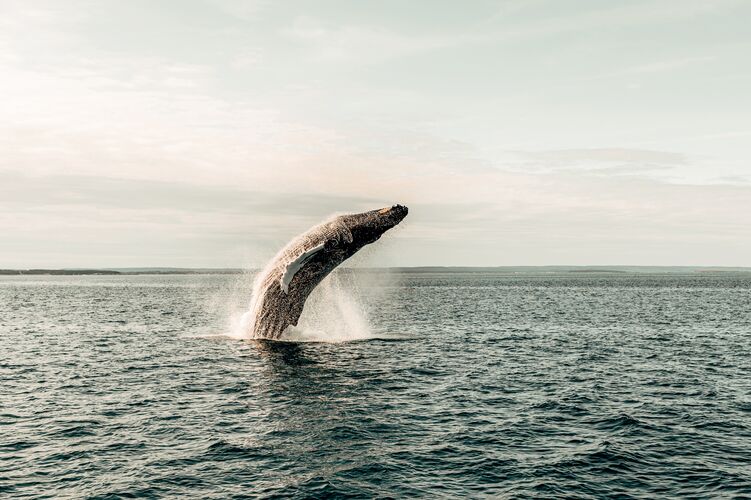 Faszinierende Giganten hautnah beim Whale Watching bei St. Martin in New Brunswick