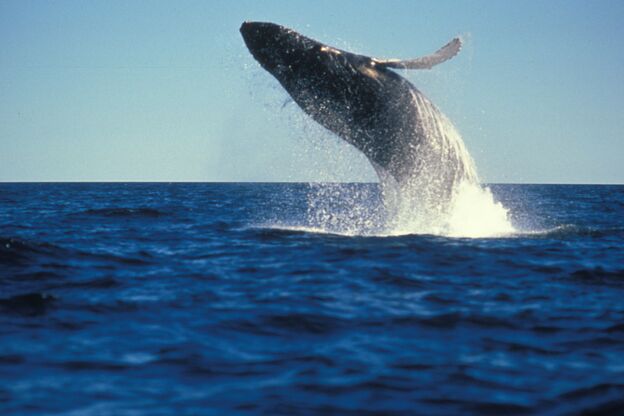 Wal springt aus dem Wasser in der Bay of Fundy in Nova Scotia, Kanada