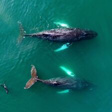 regionen/kanada/atlantikkanada/novascotia/allgemein/wale-und-delfine-bay-of-fundy-tourism-nova-scotia-soar.cr2158x2160-1075x0