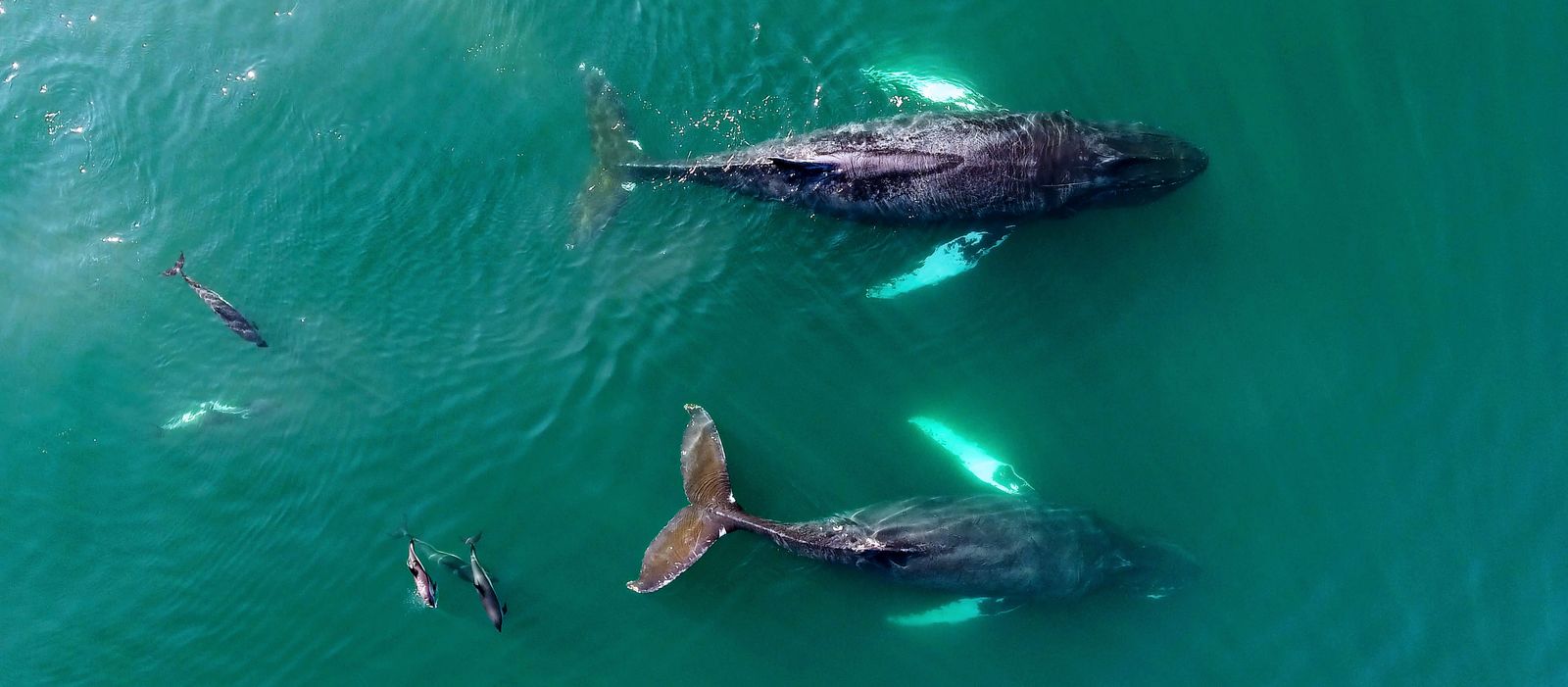 Wale und Delfine an der Küste der kanadischen Provinz Nova Scotia