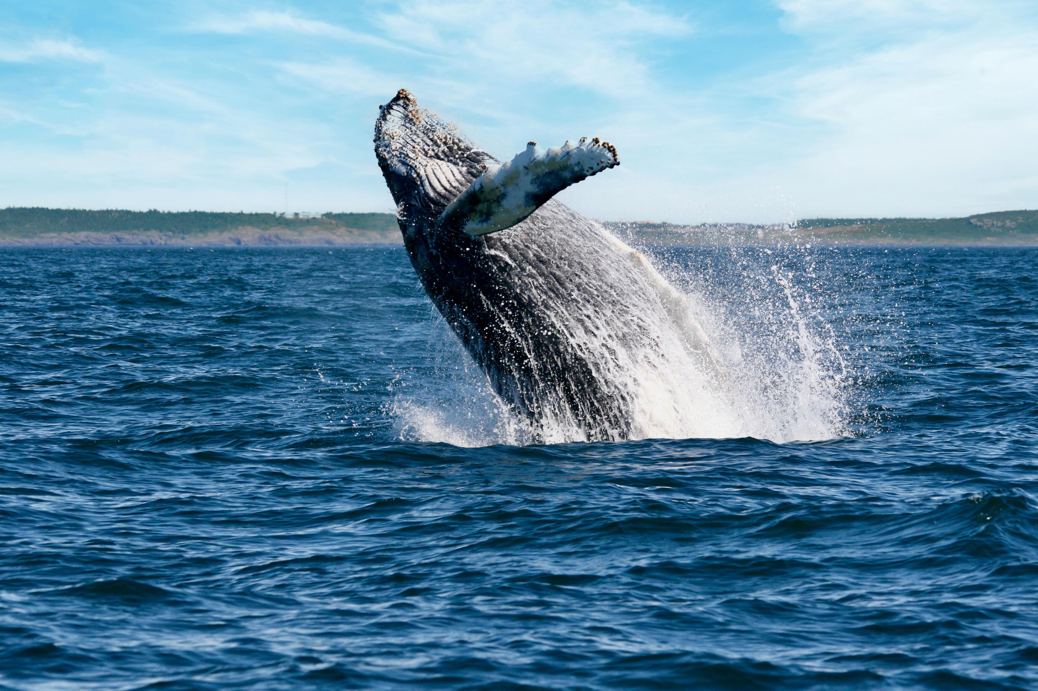 Wal in der Bay of Fundy nähe Brier Island
